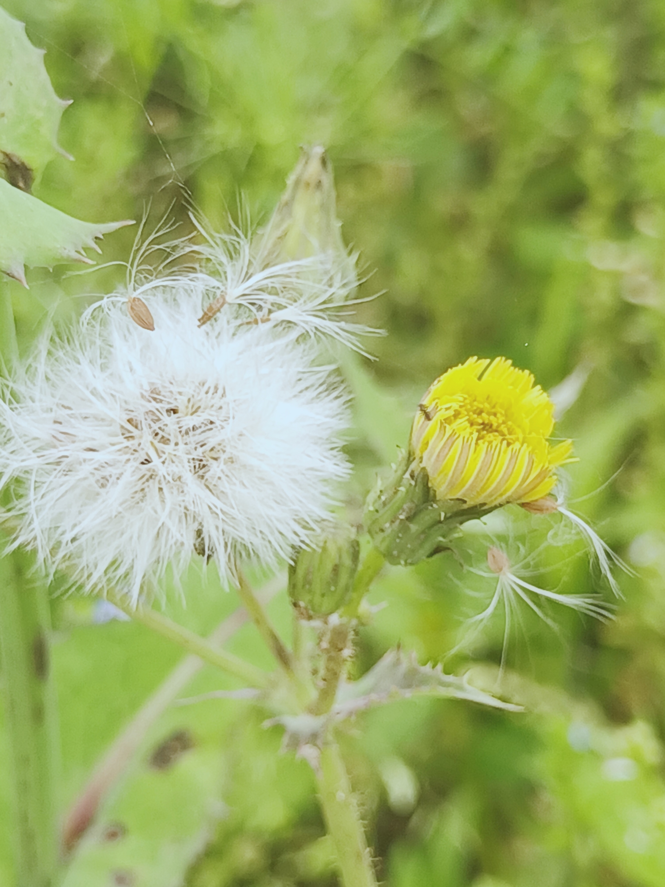 【摄影首发】微距下的苣荬菜