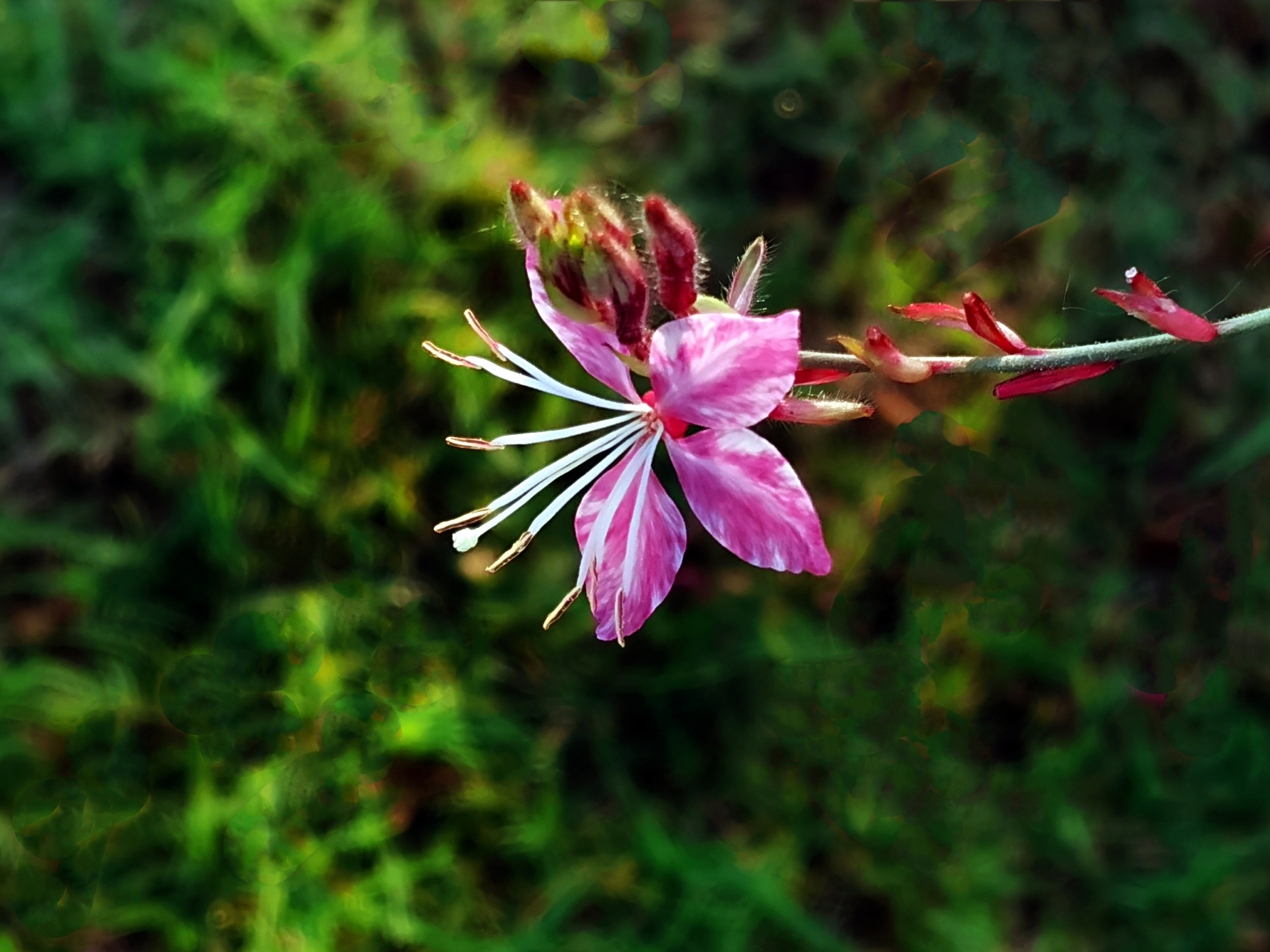 千鸟花(千鸟花图片)