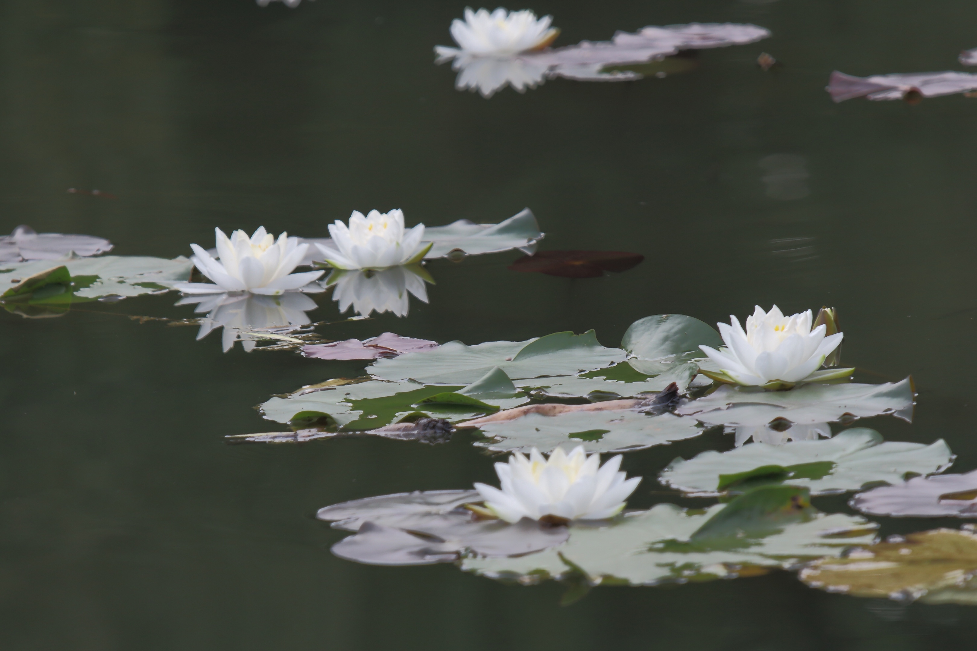 【首发】白睡莲