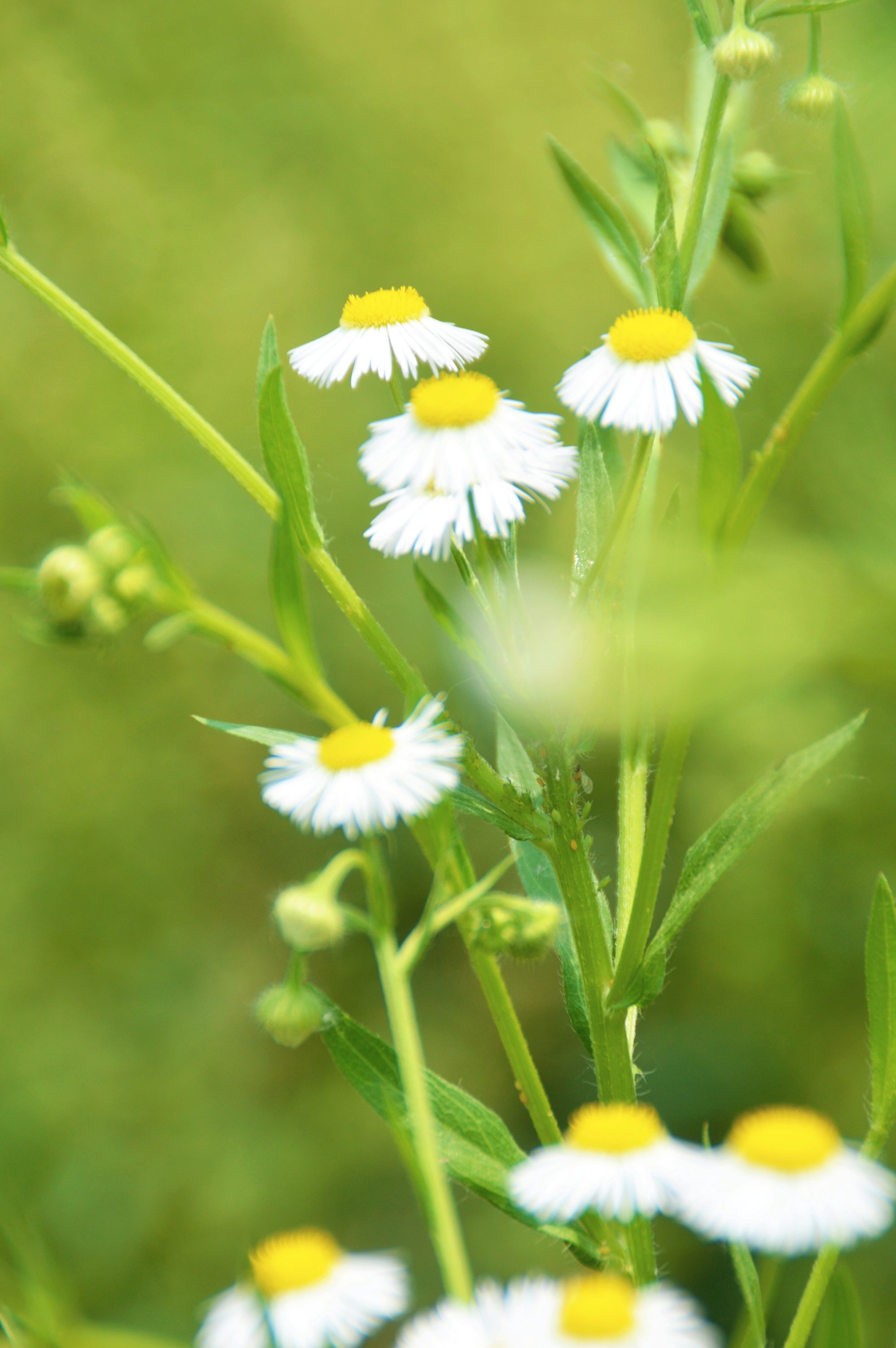 偶遇小白菊『首发』