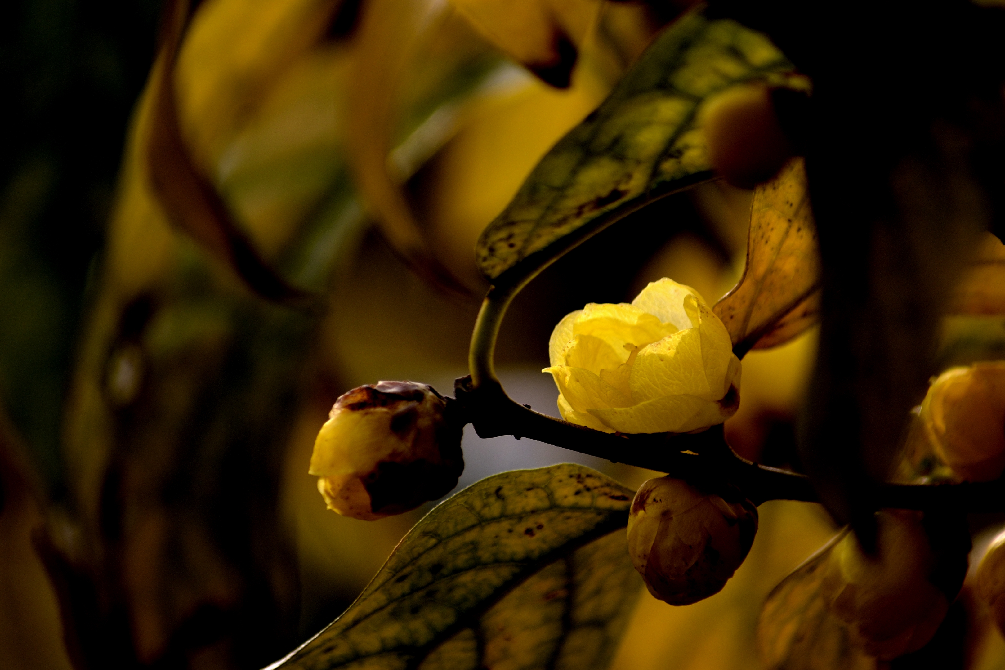 含苞待放的腊梅(首发)