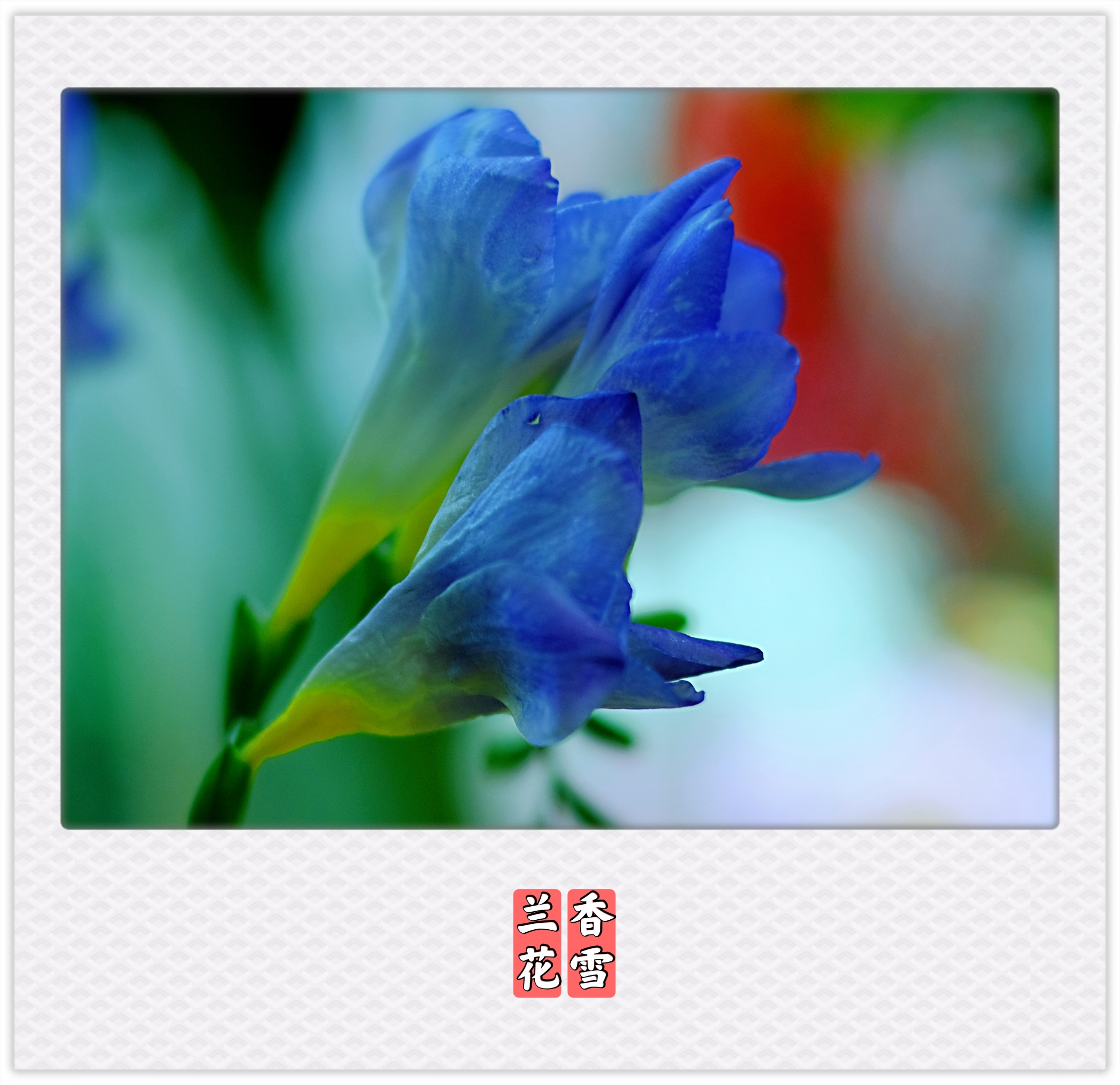 送你幸福*香雪兰花