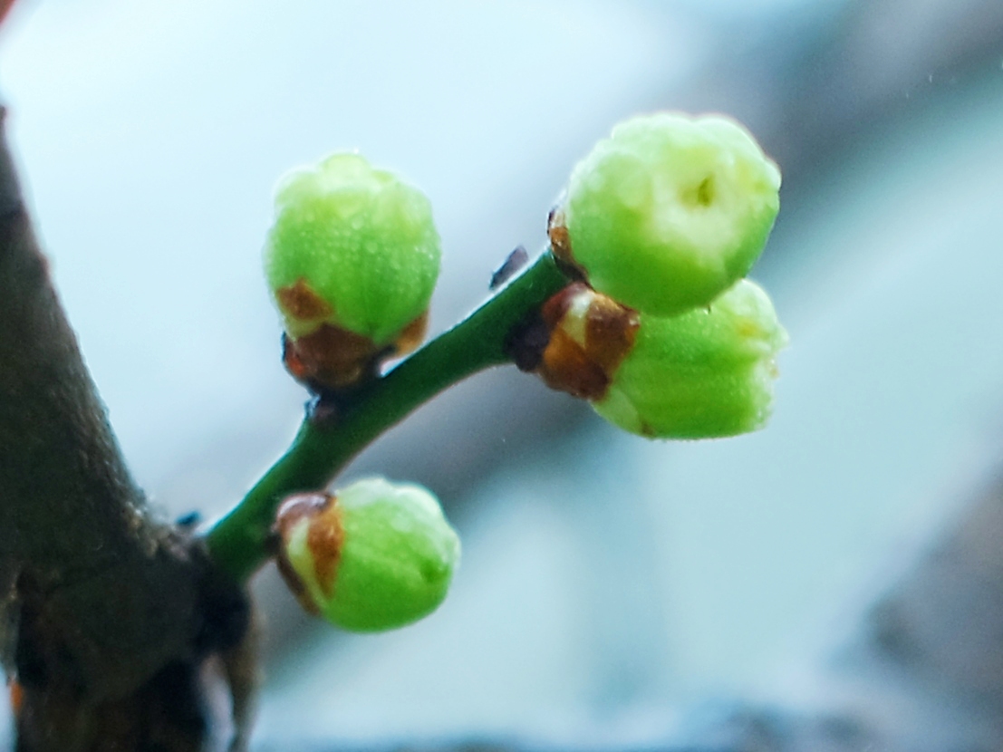 苹果绿*梅花花蕾