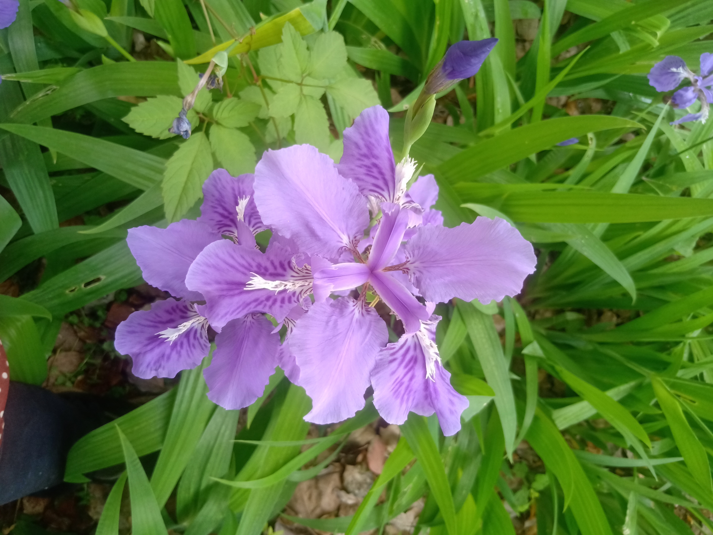 紫色鸢尾花的寓意和象征(紫色鸢尾花的寓意和象征意义)