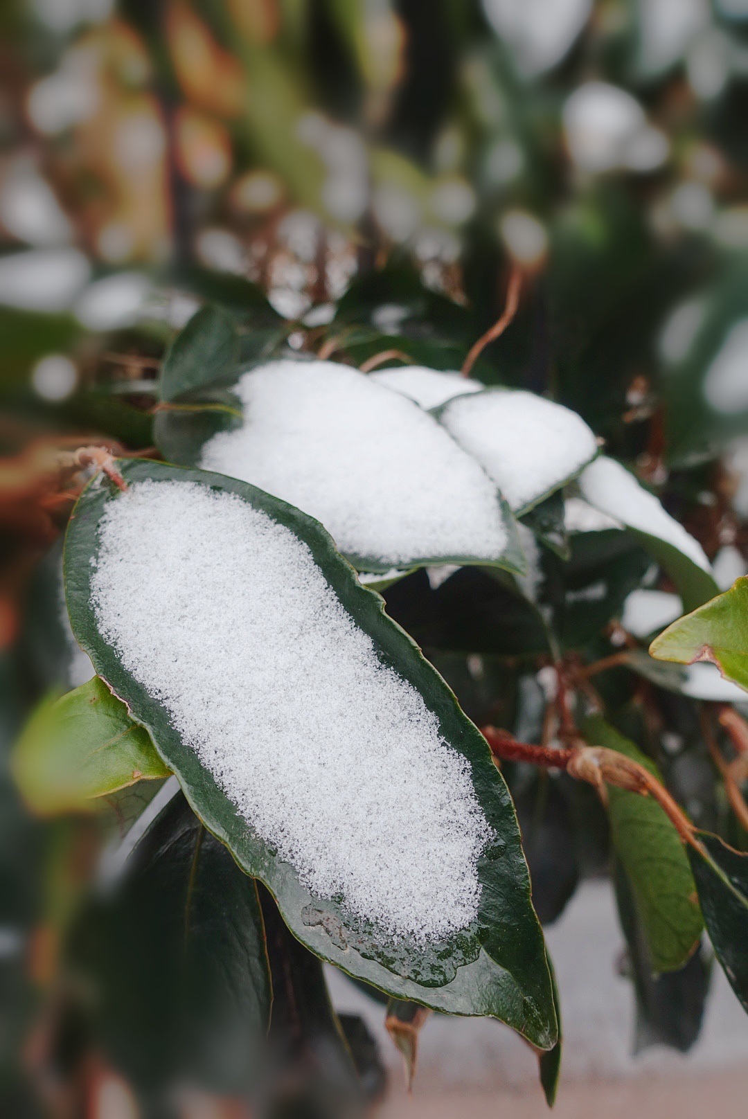 树叶上的一抹雪(首发)