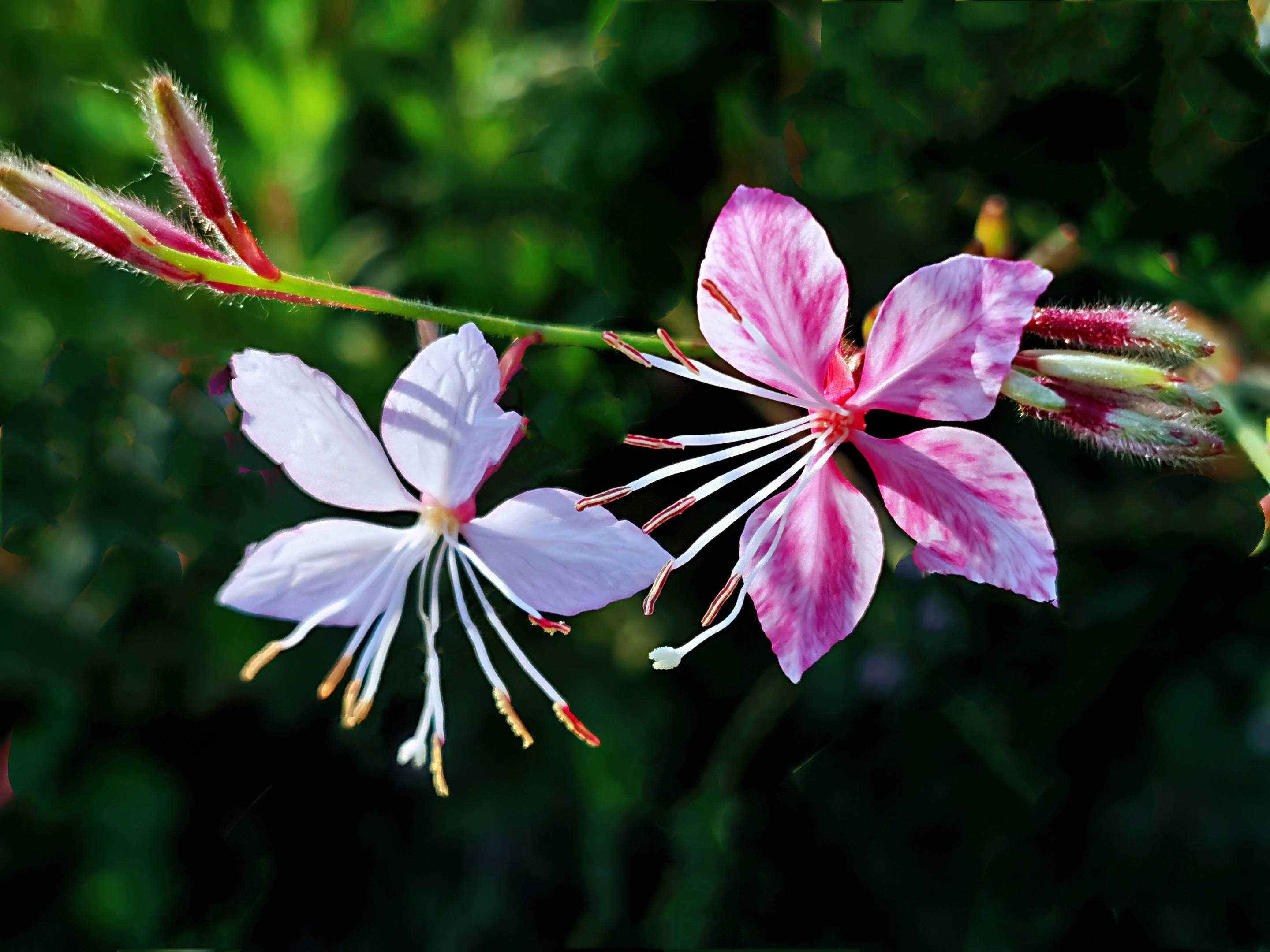 微拍千鸟花【首发】