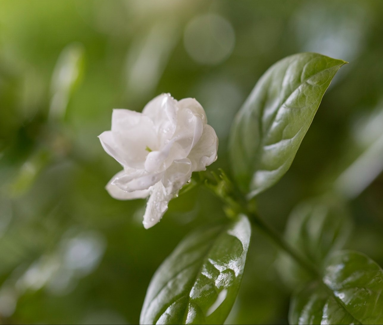 【首发】好一朵美丽的茉莉花