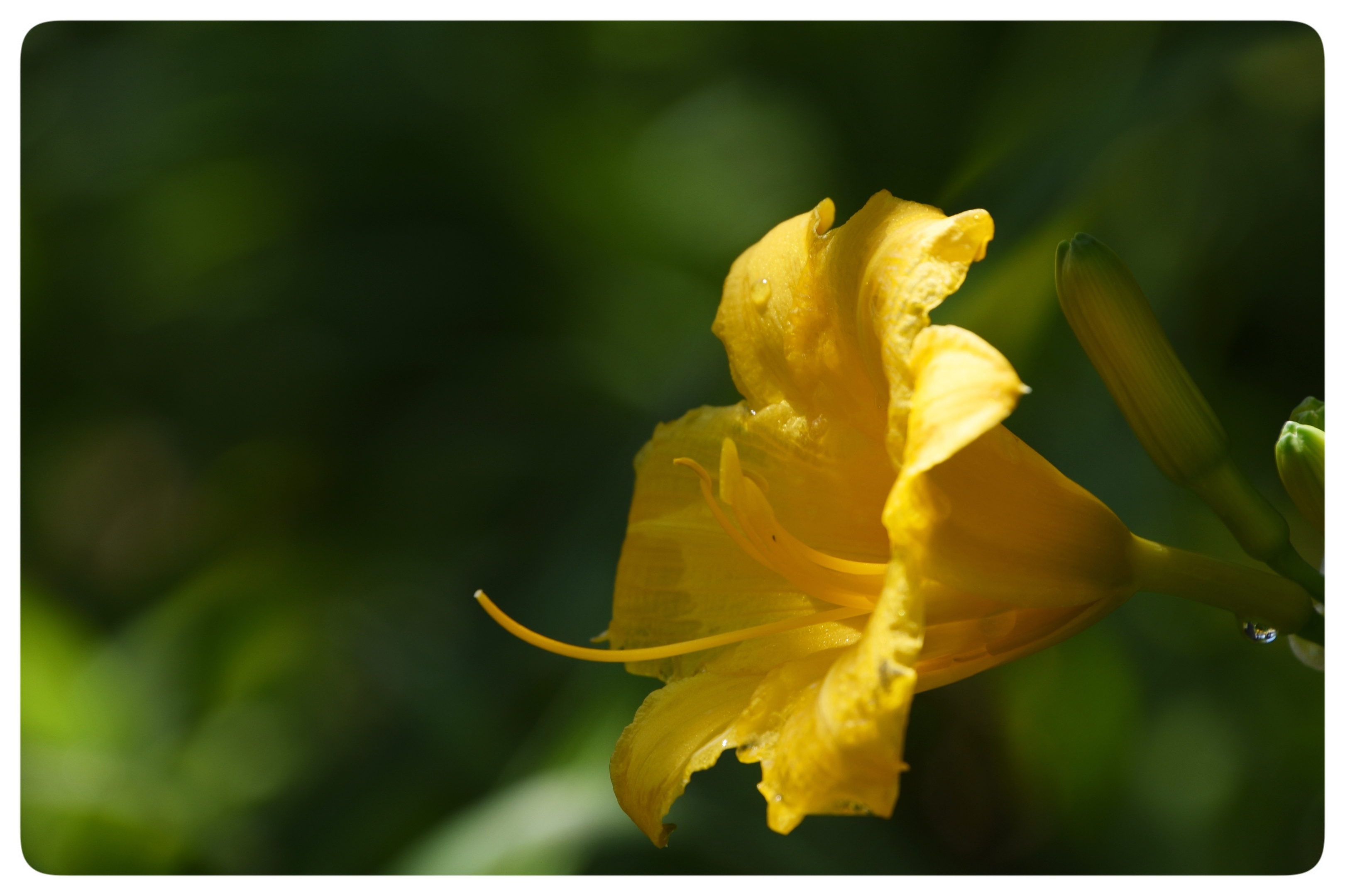 又到萱草花开时