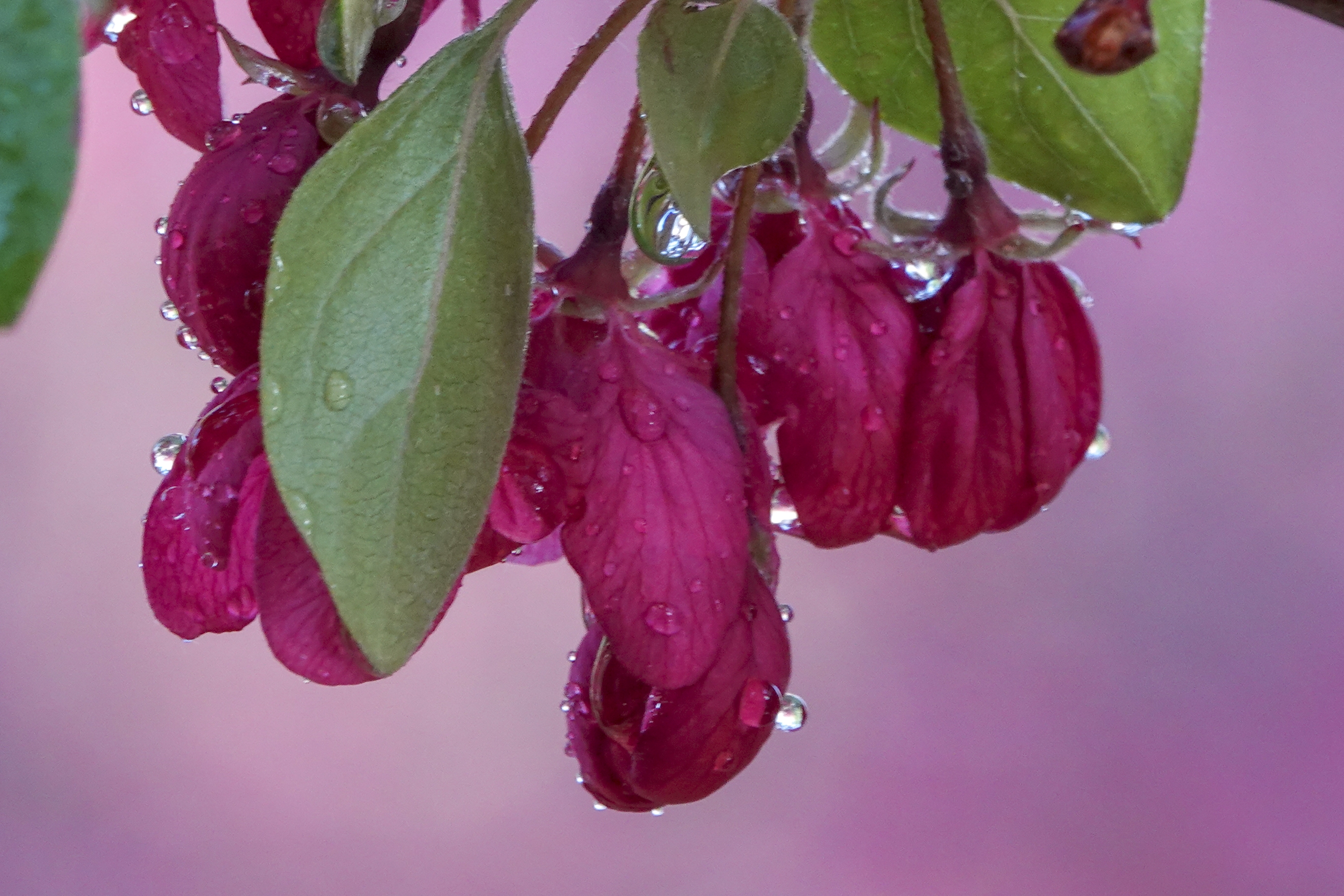 【首发】北美海棠～罗宾逊