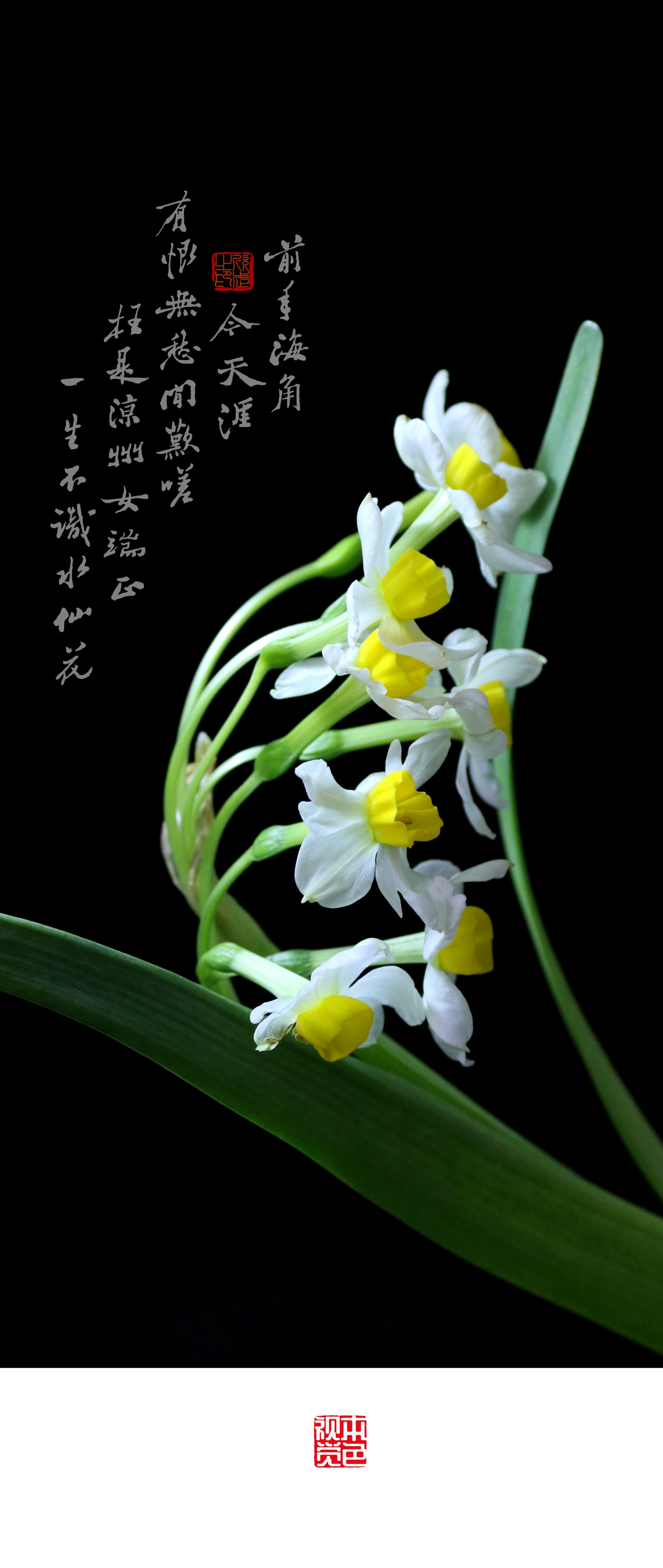 关于水仙花的诗句(关于水仙花的诗句有哪些)