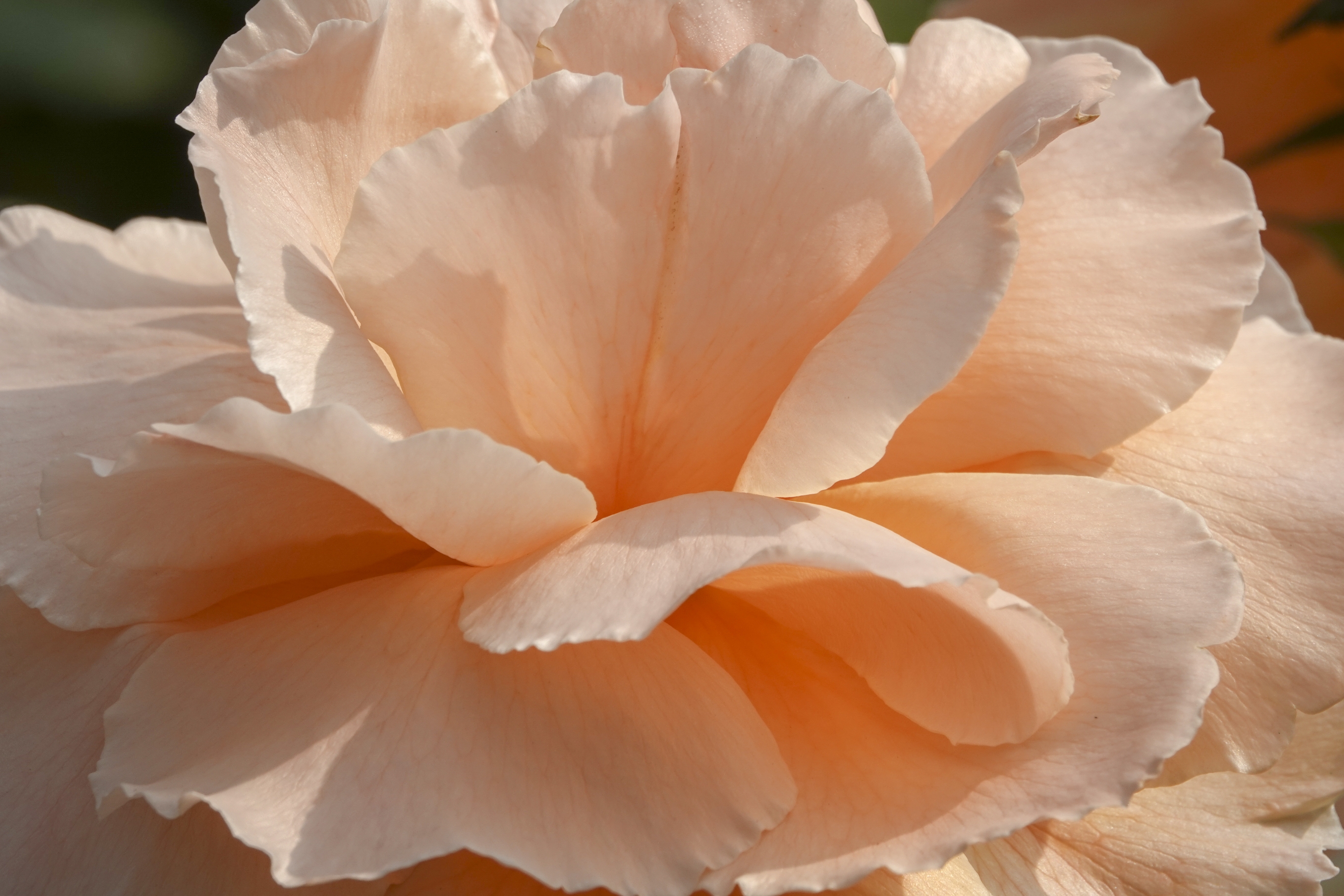 【首发】花中皇后～月季花(二十七)