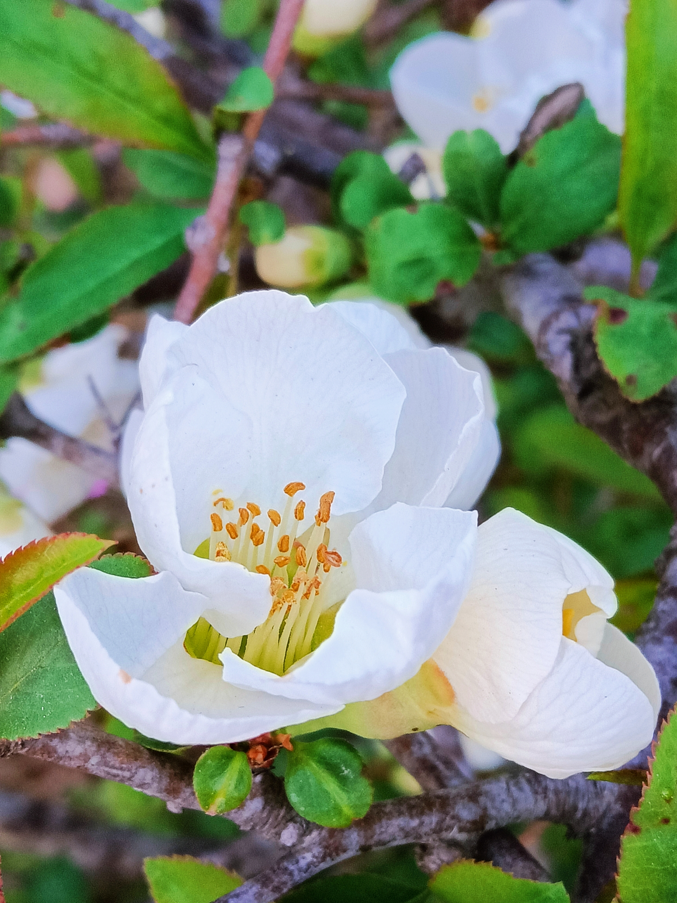 白色贴梗海棠【首发】