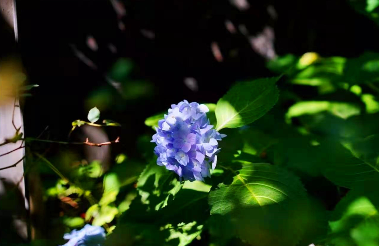 【原創首發】繡毬花仗滿堂前