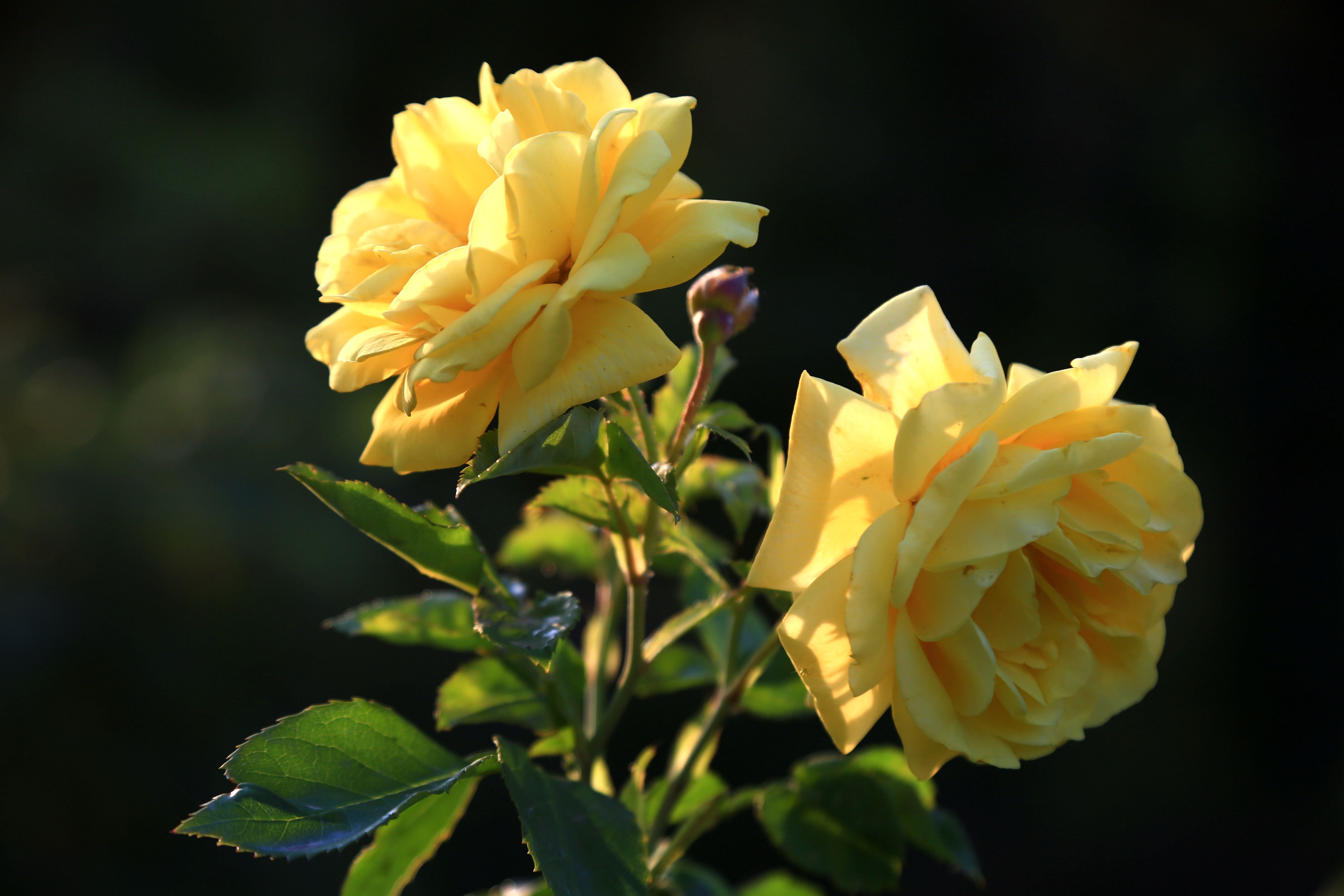 月季花的形态特征