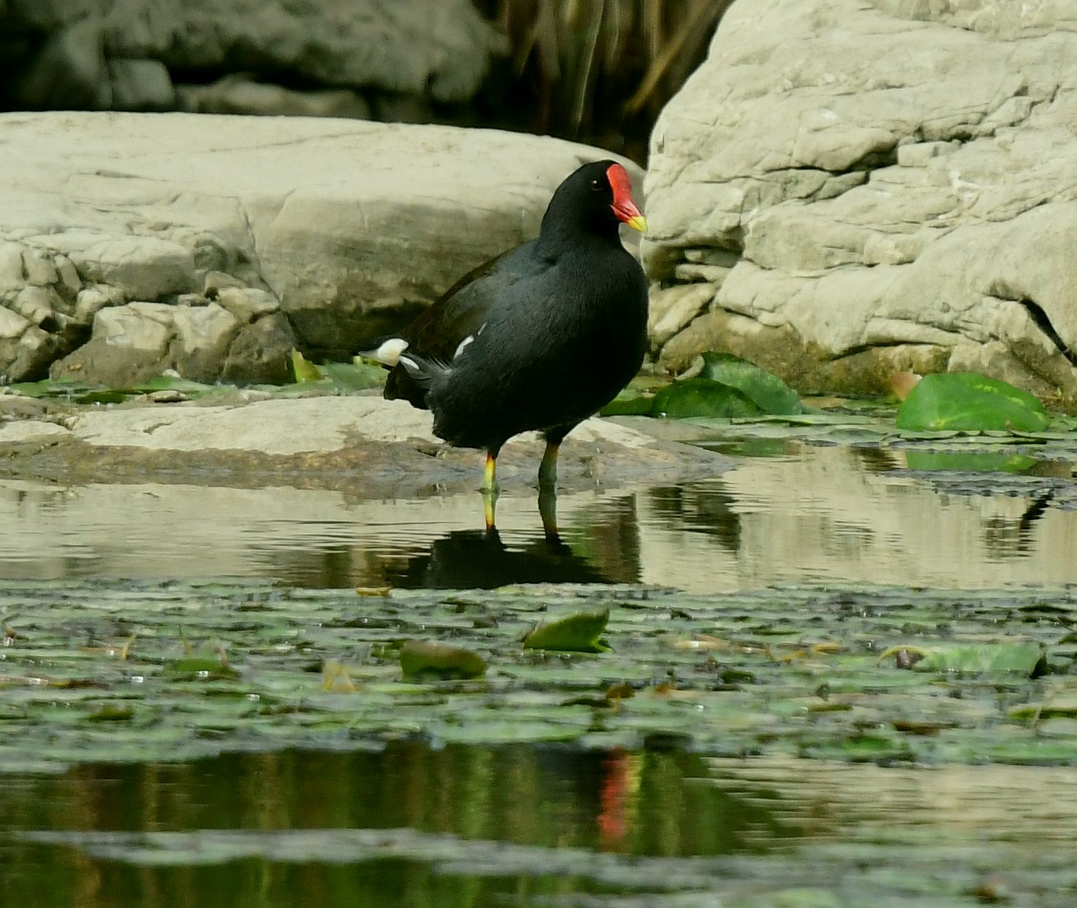 水鸡多见于湖泊,池塘及运河