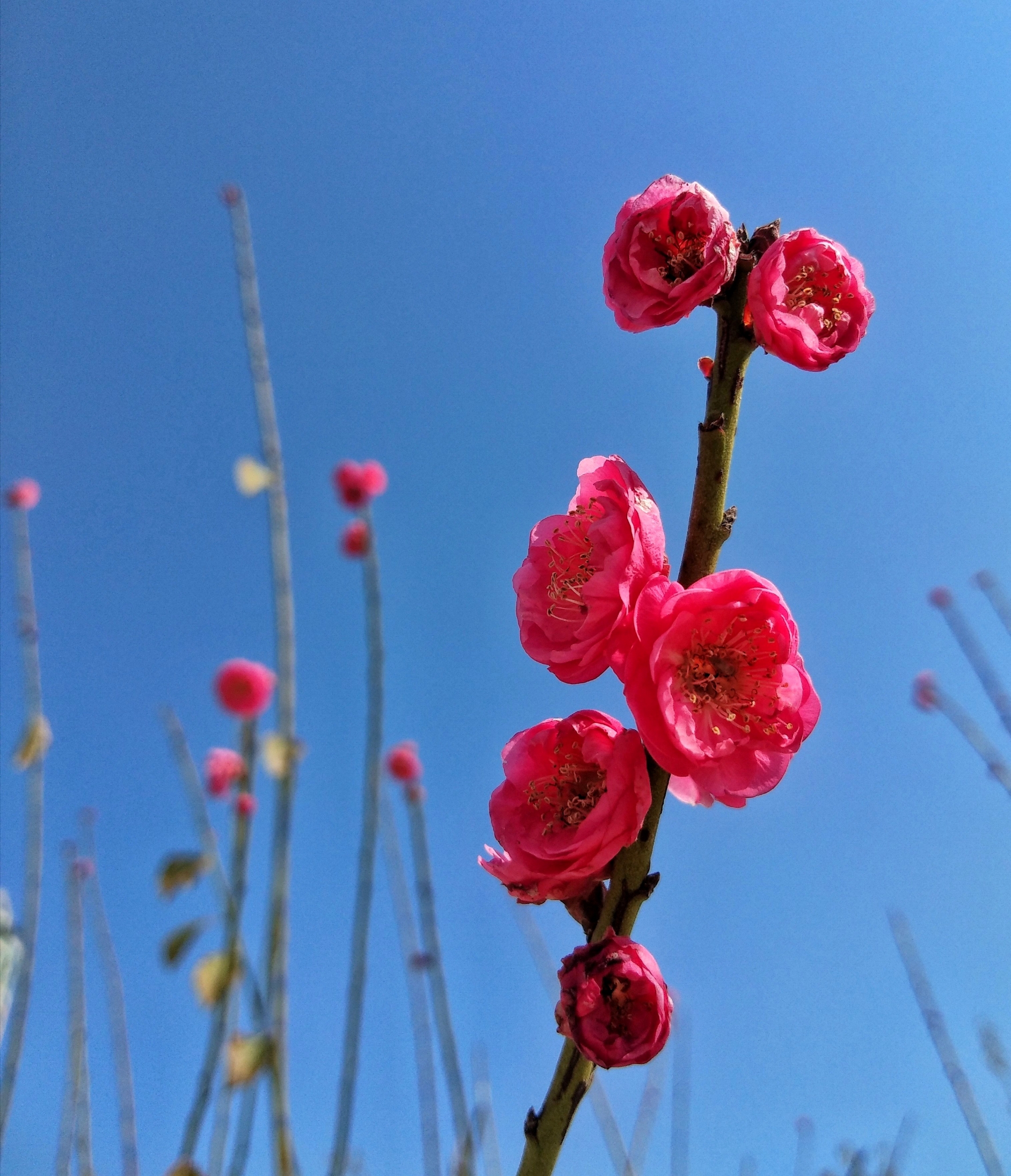 首发红梅报春