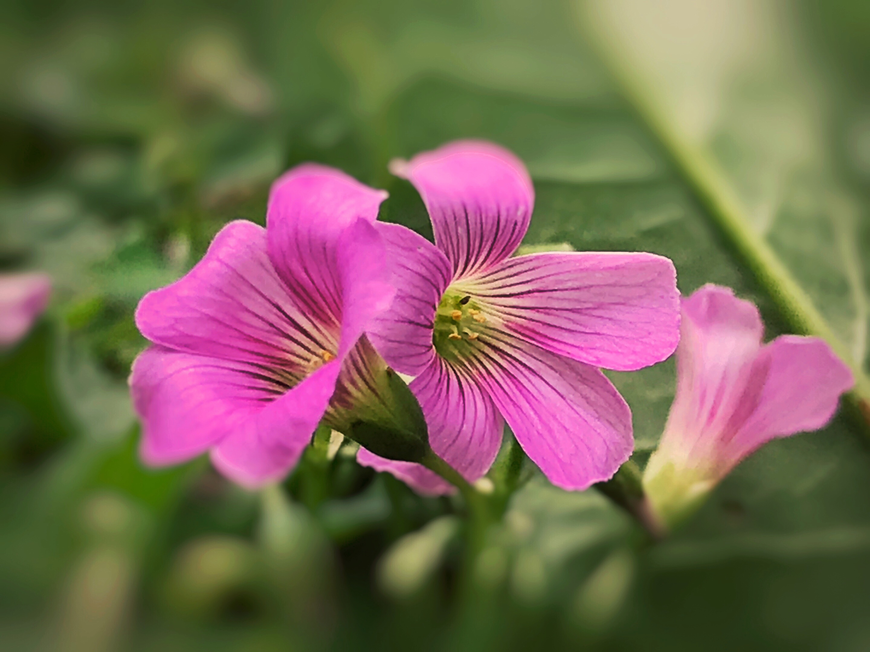 【首发】酢浆草