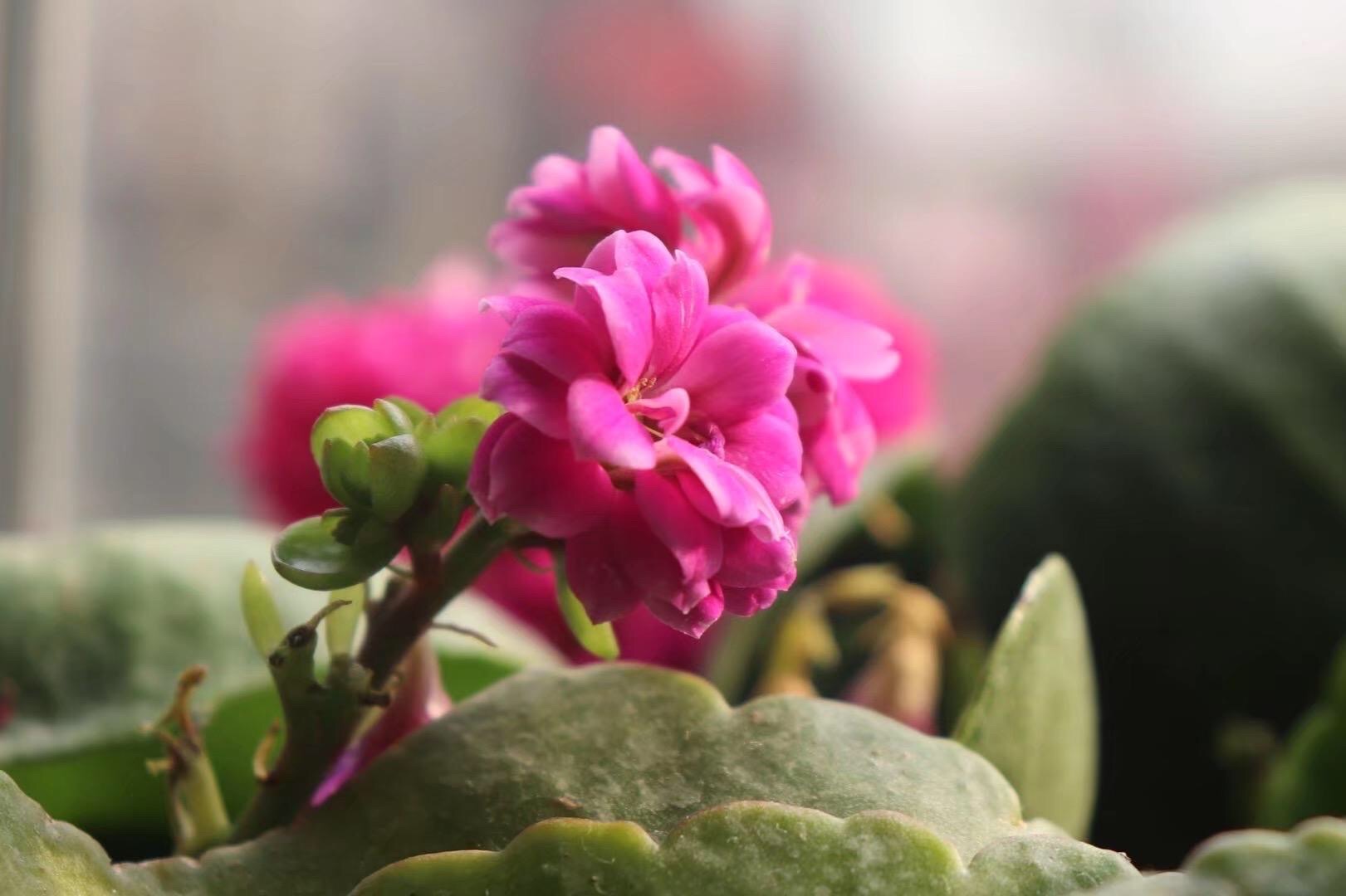 首发阳台上的长寿花