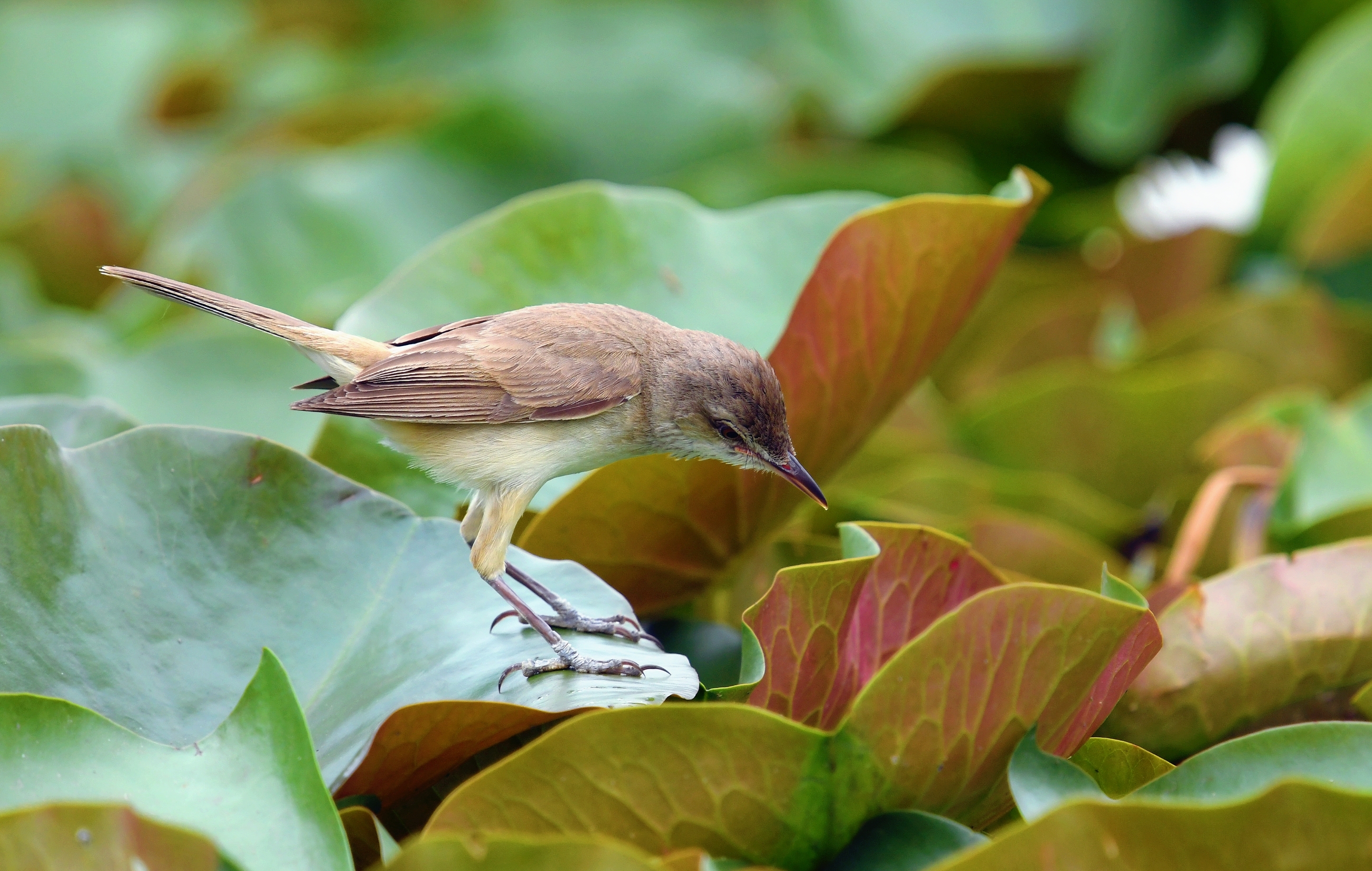 睡莲上寻食的大苇莺1