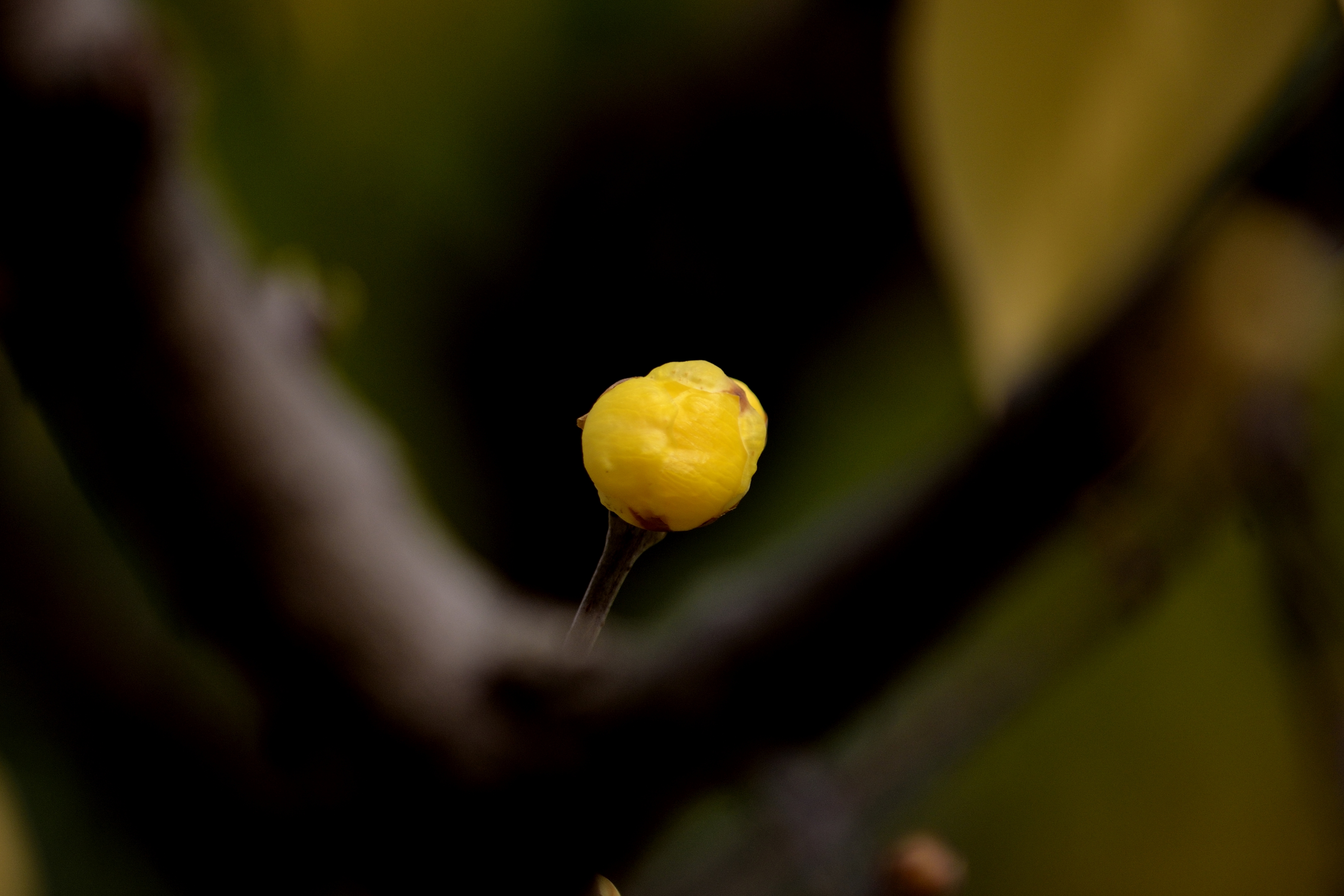 含苞待放的腊梅(首发)