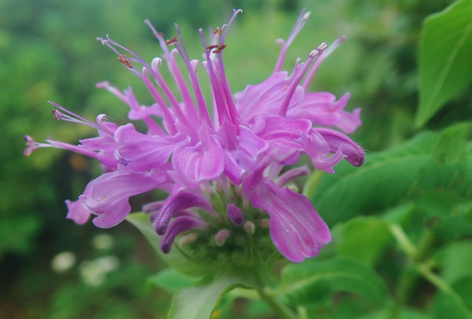 【首发】美国薄荷