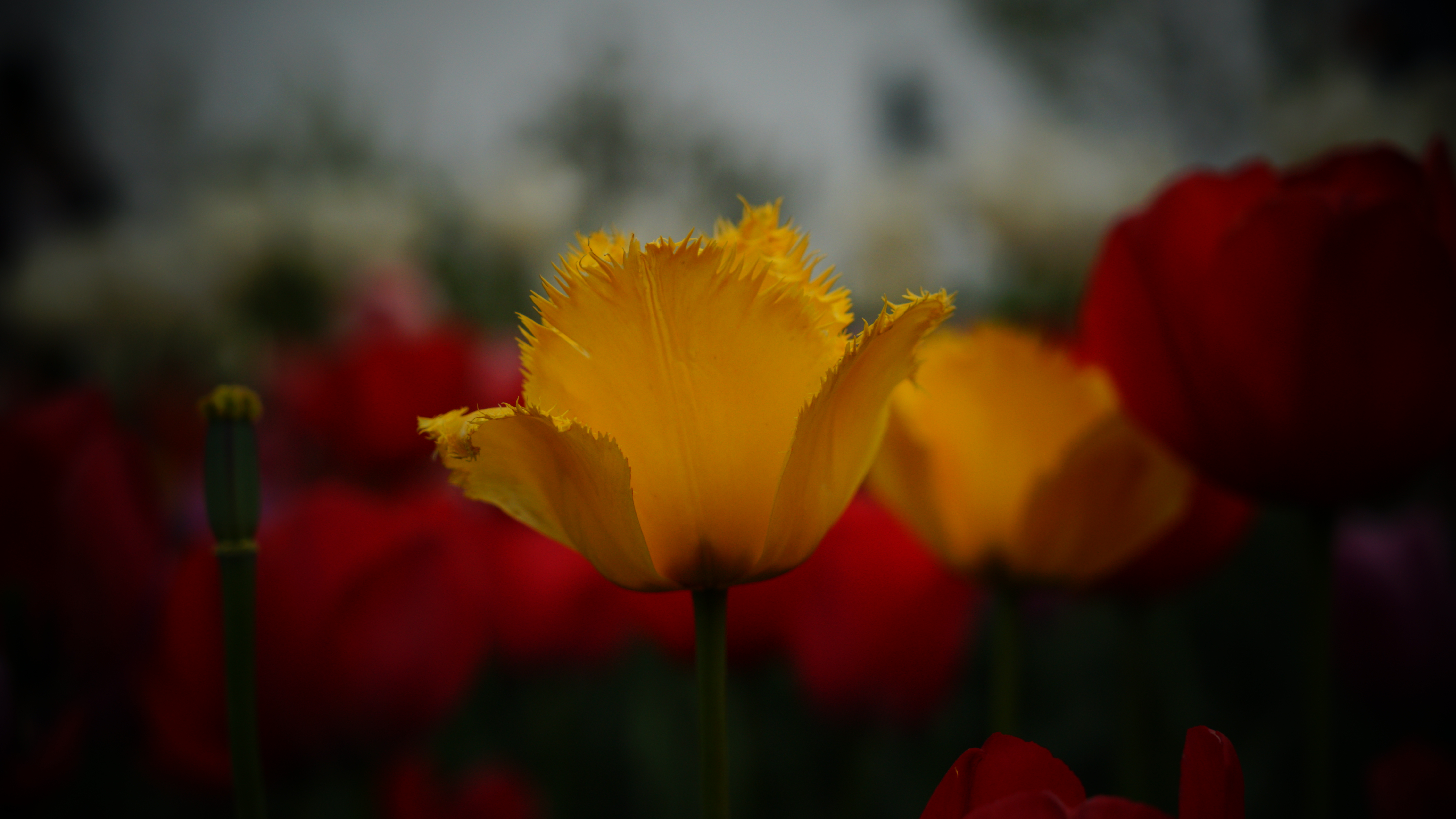 依旧桃花面, 频低柳叶眉.  半羞还半喜, 欲去又依依.