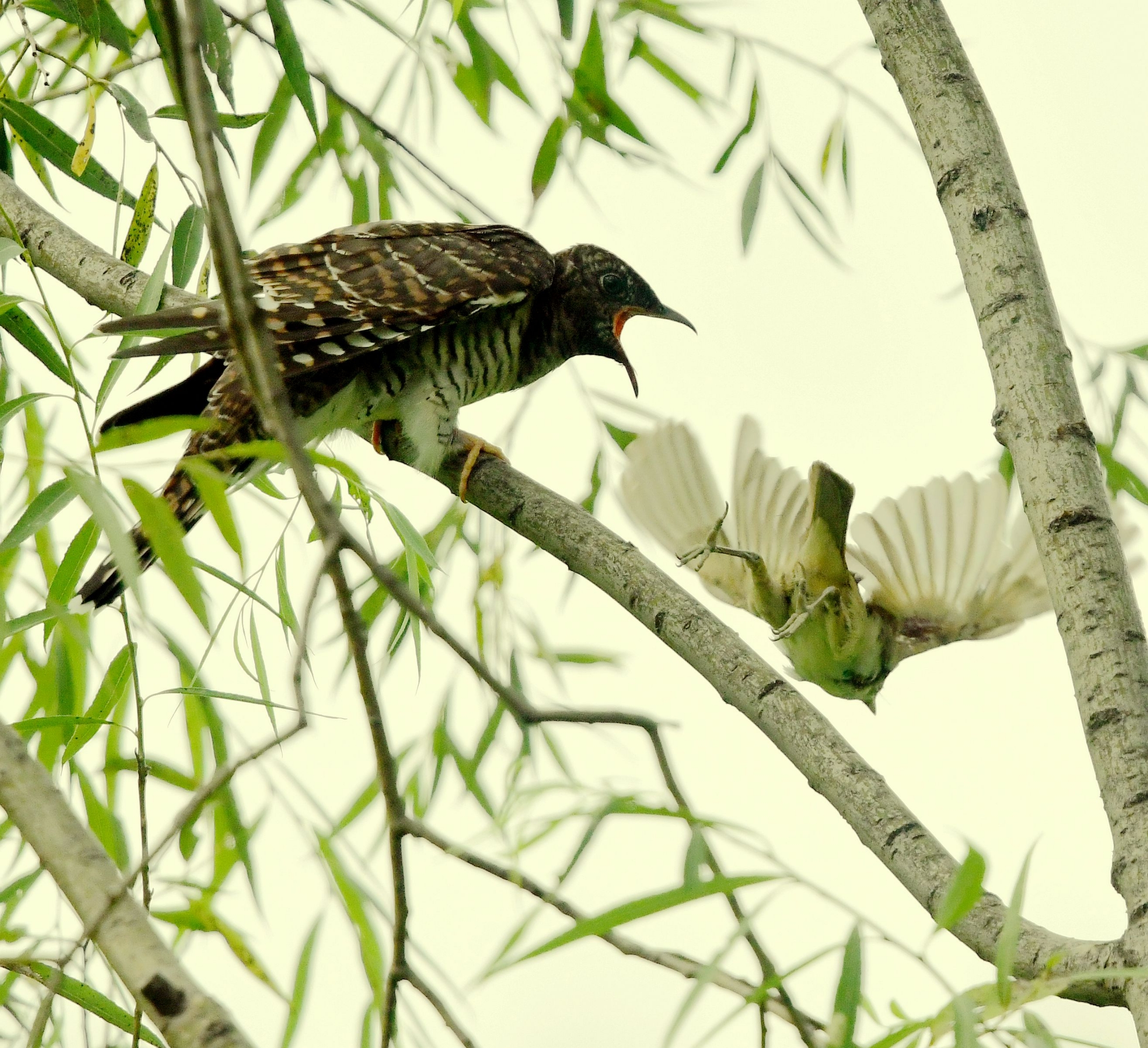 大苇莺哺育小杜鹃[首发]