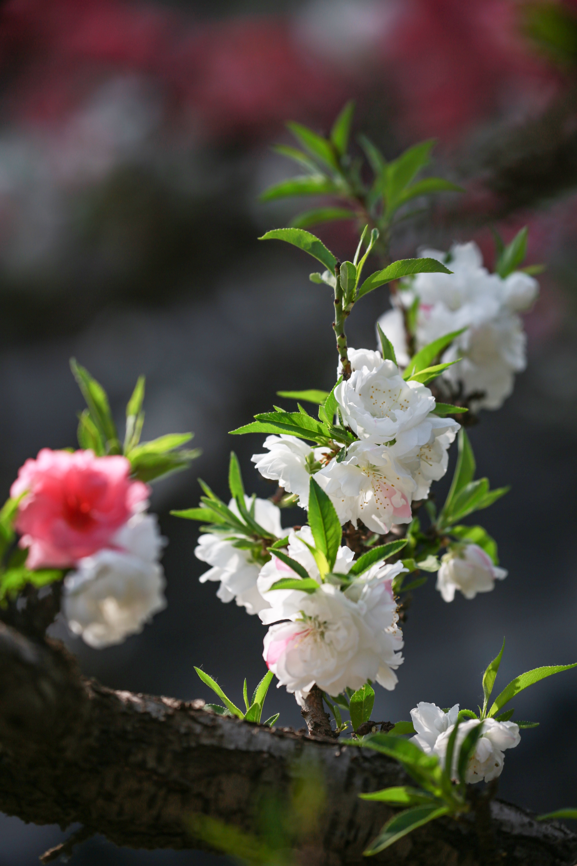 桃花的种类颜色