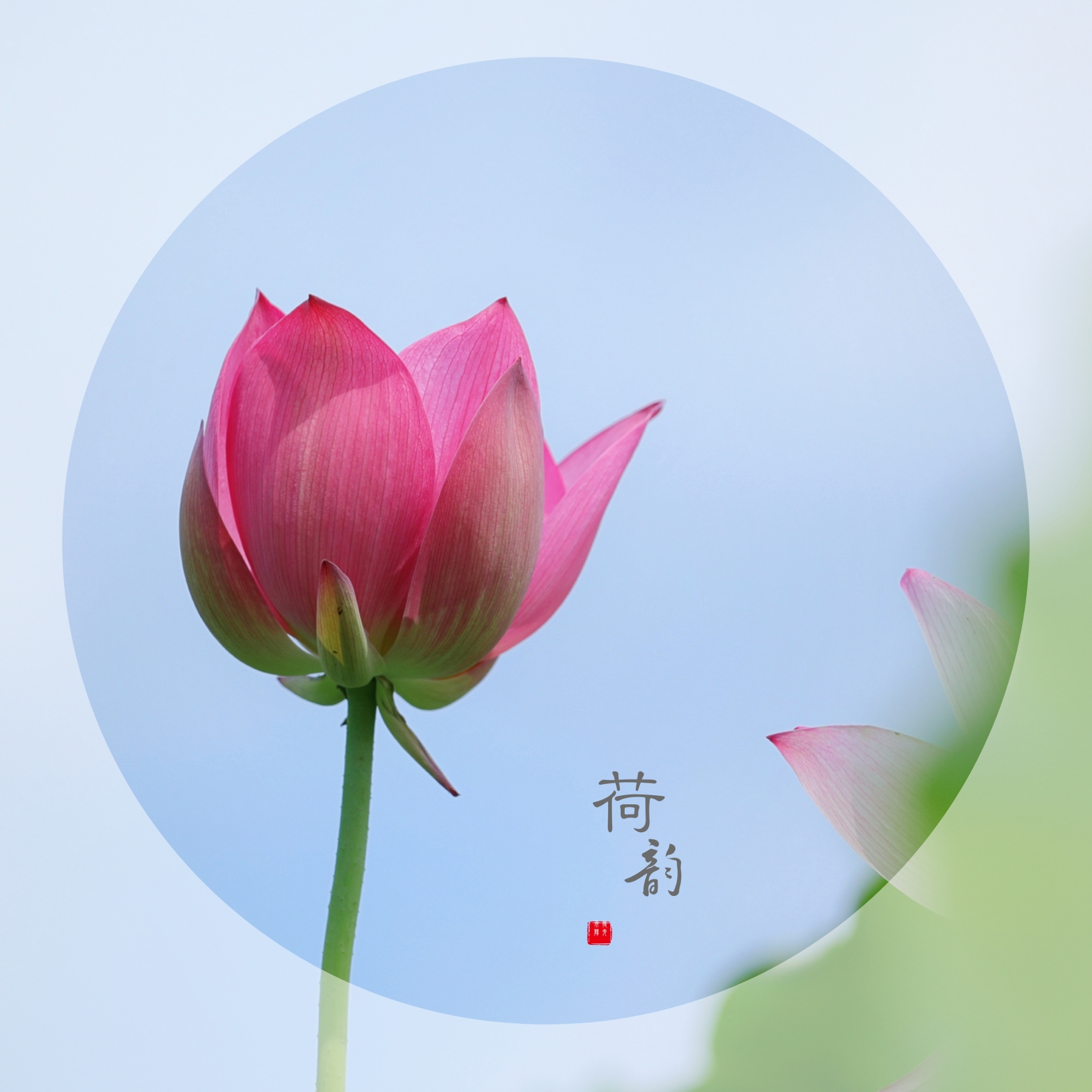 清风荷韵