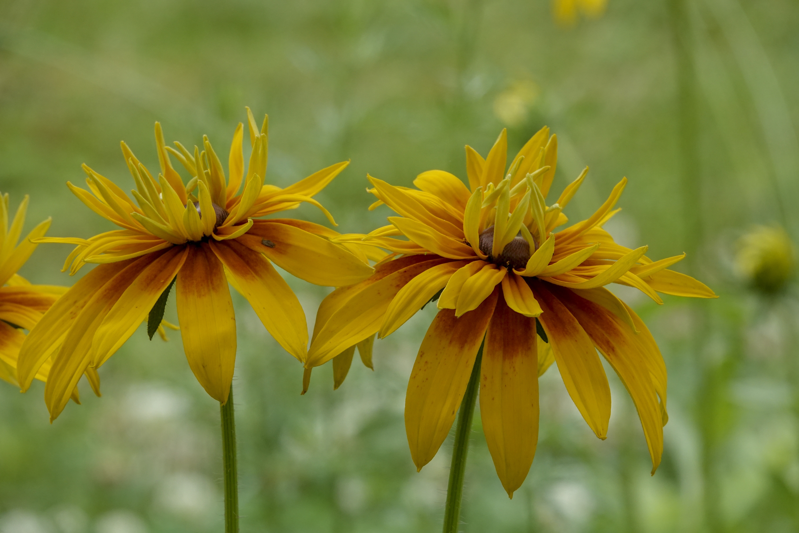 金灿灿的花瓣在朝阳映照下,发出璀璨夺目的光芒,它们迎着太阳开放的
