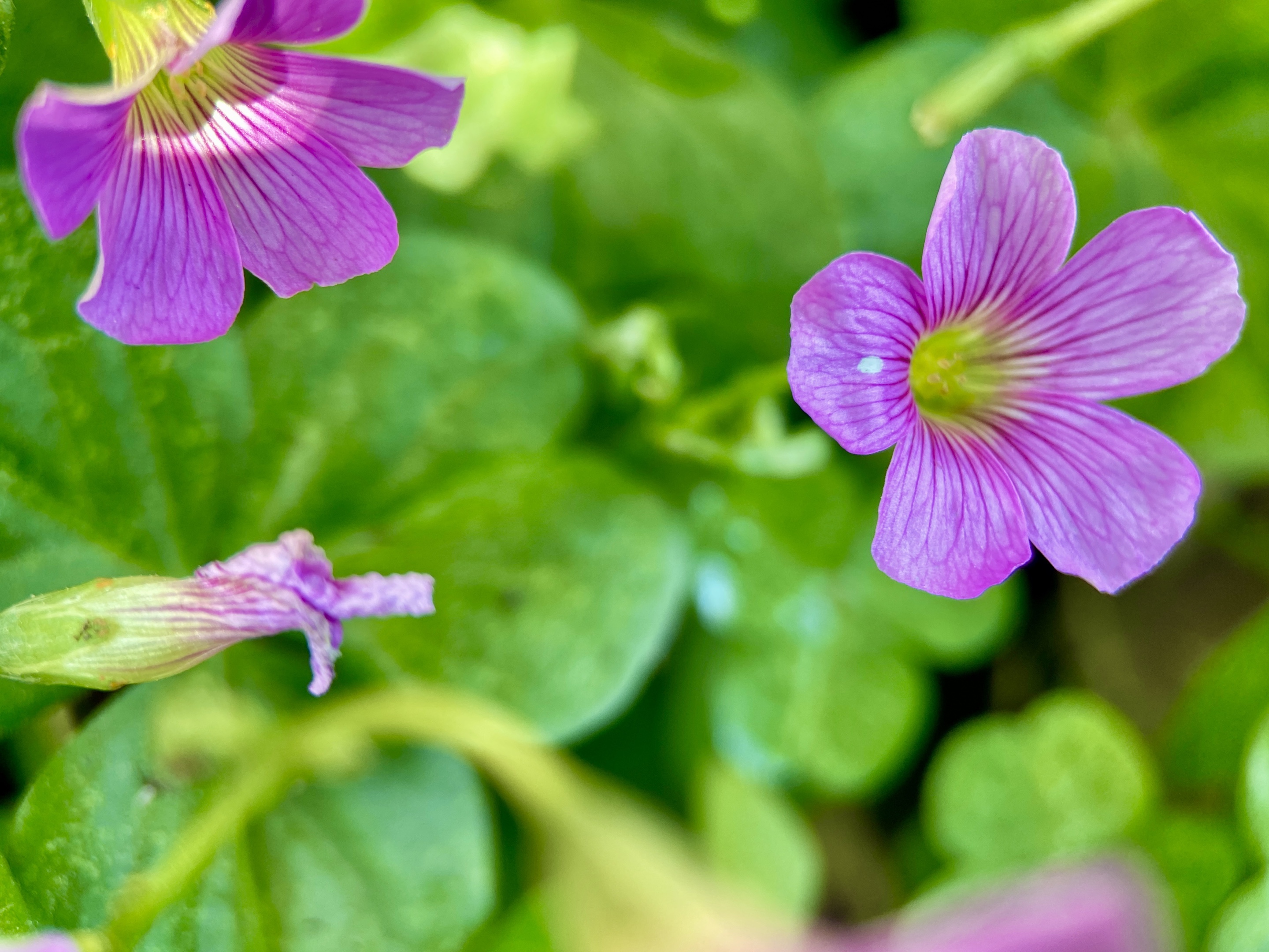 【首发】繁花～红花酢浆草(六)