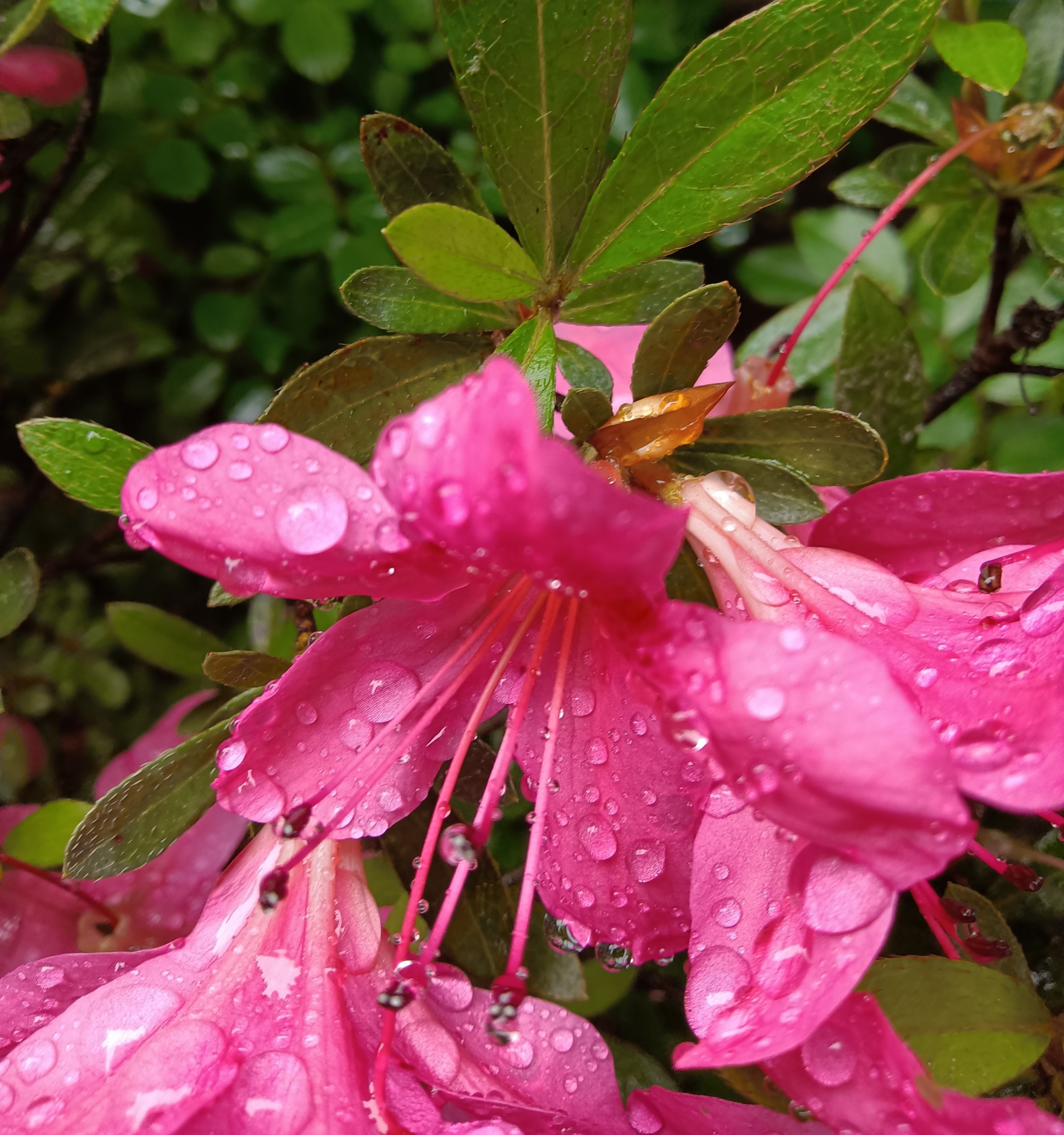 雨中杜鹃花 首发