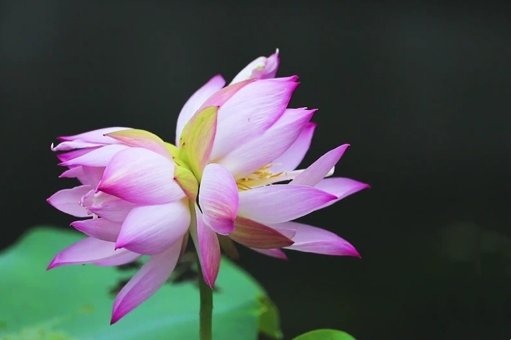 莲花生并蒂,相对绾红妆 (续)