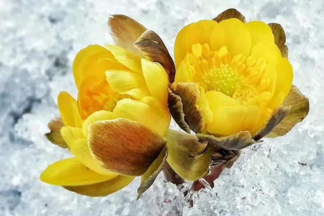 冰凌花