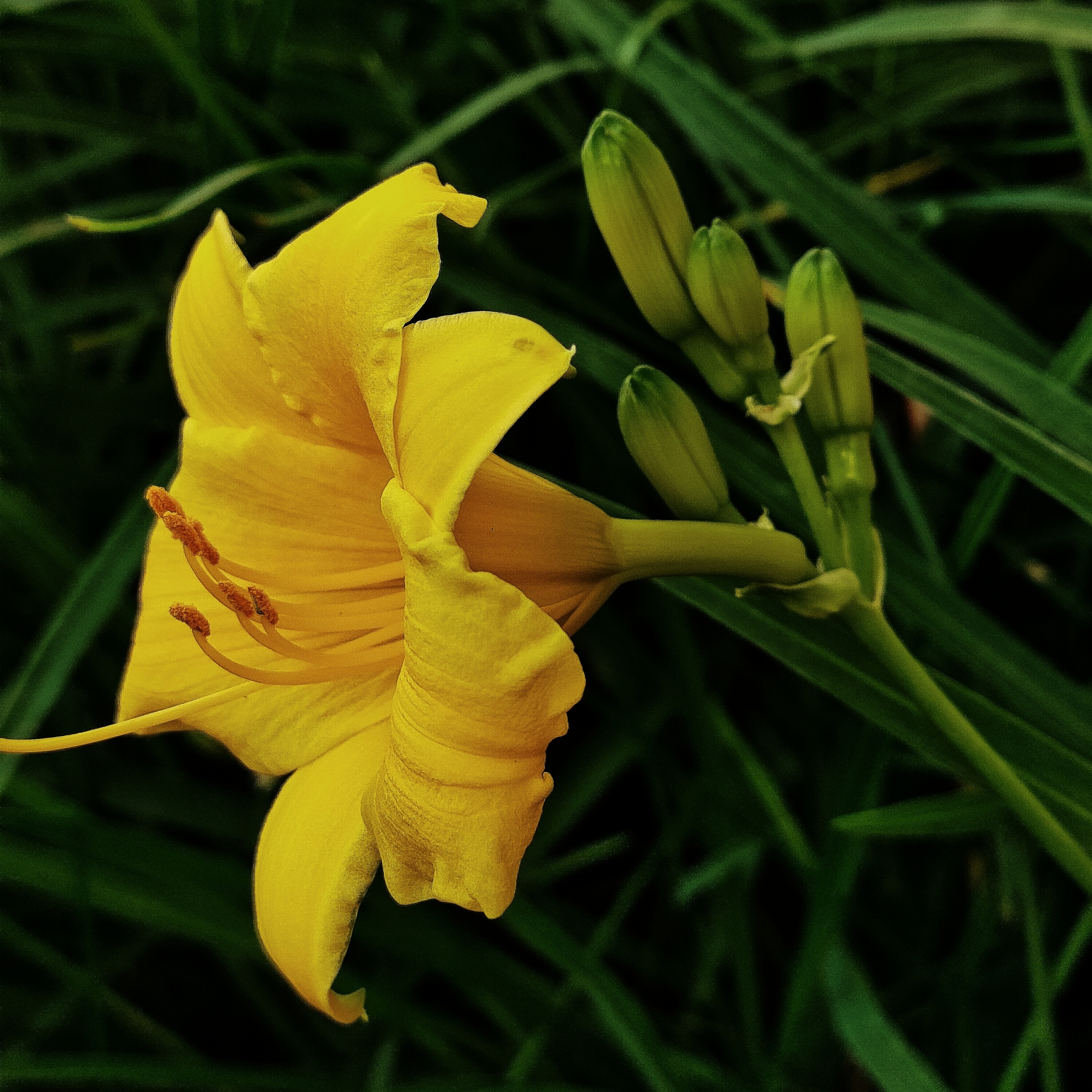 大花萱草【首发】