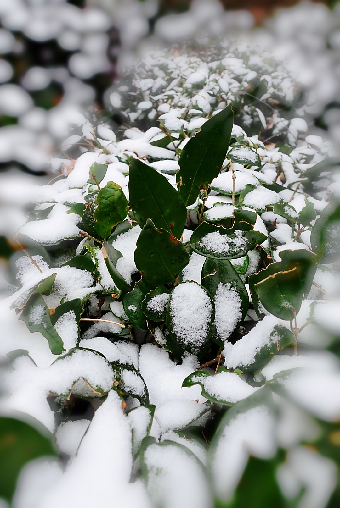 树叶上的一抹雪(首发)