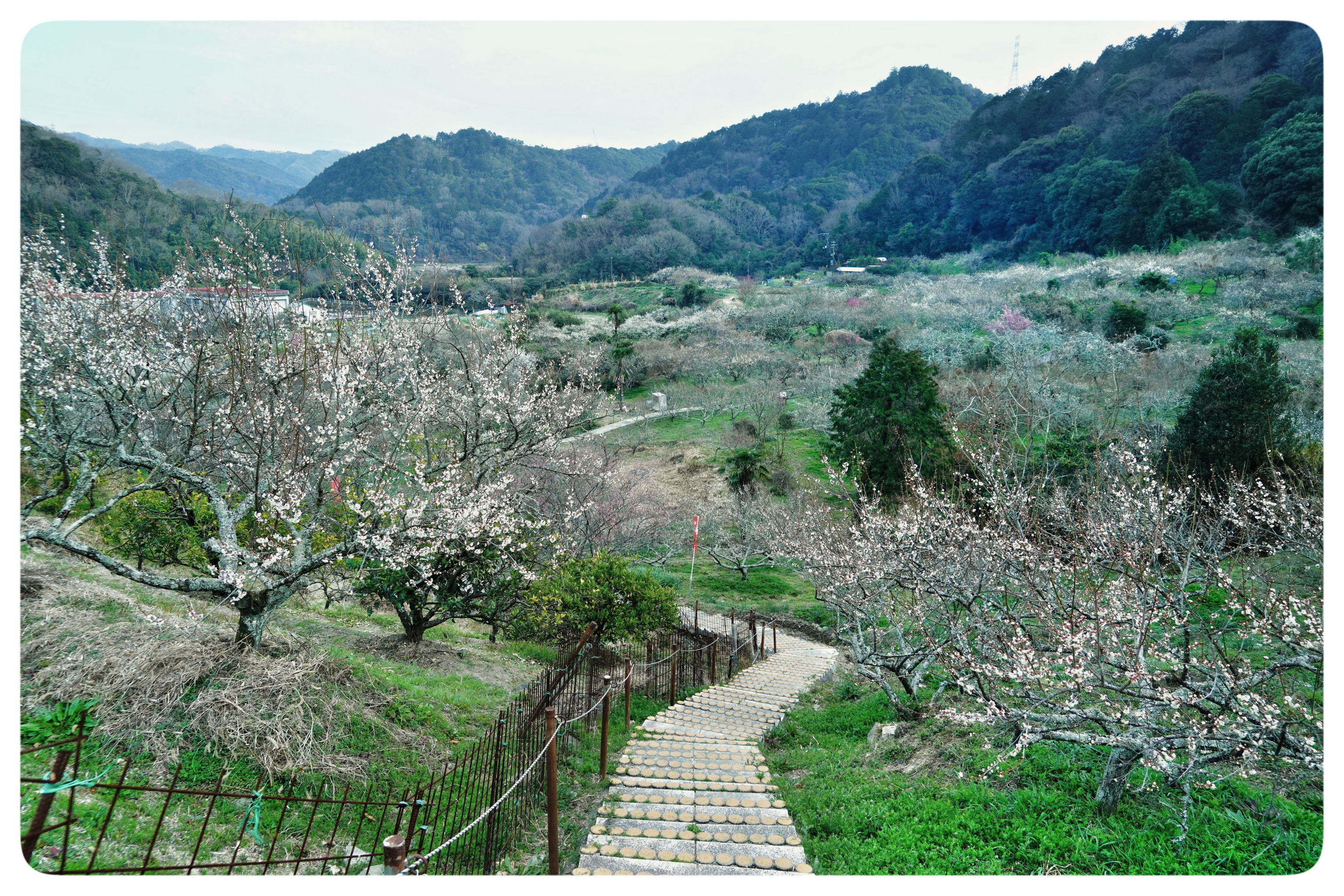 【首发】古村*梅林