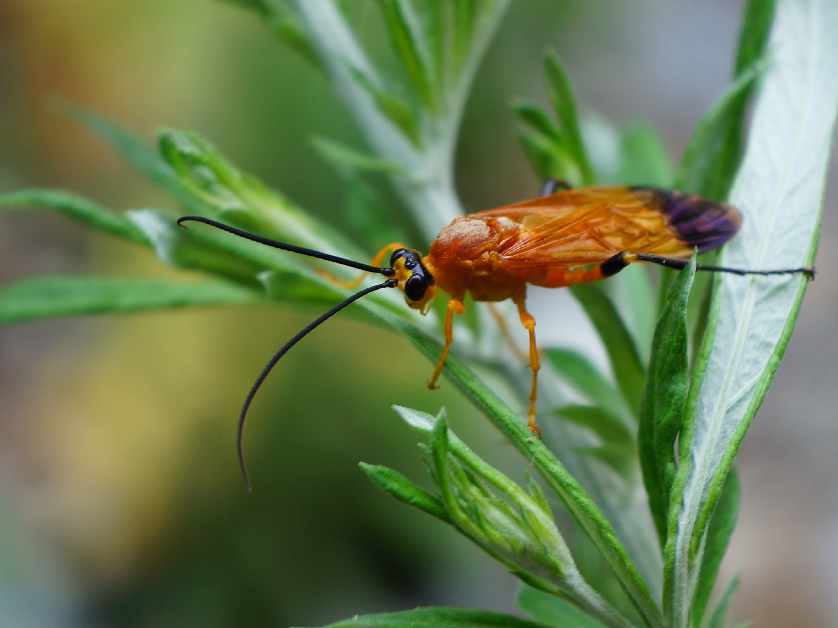 我镜头里的小昆虫(五)[首发]