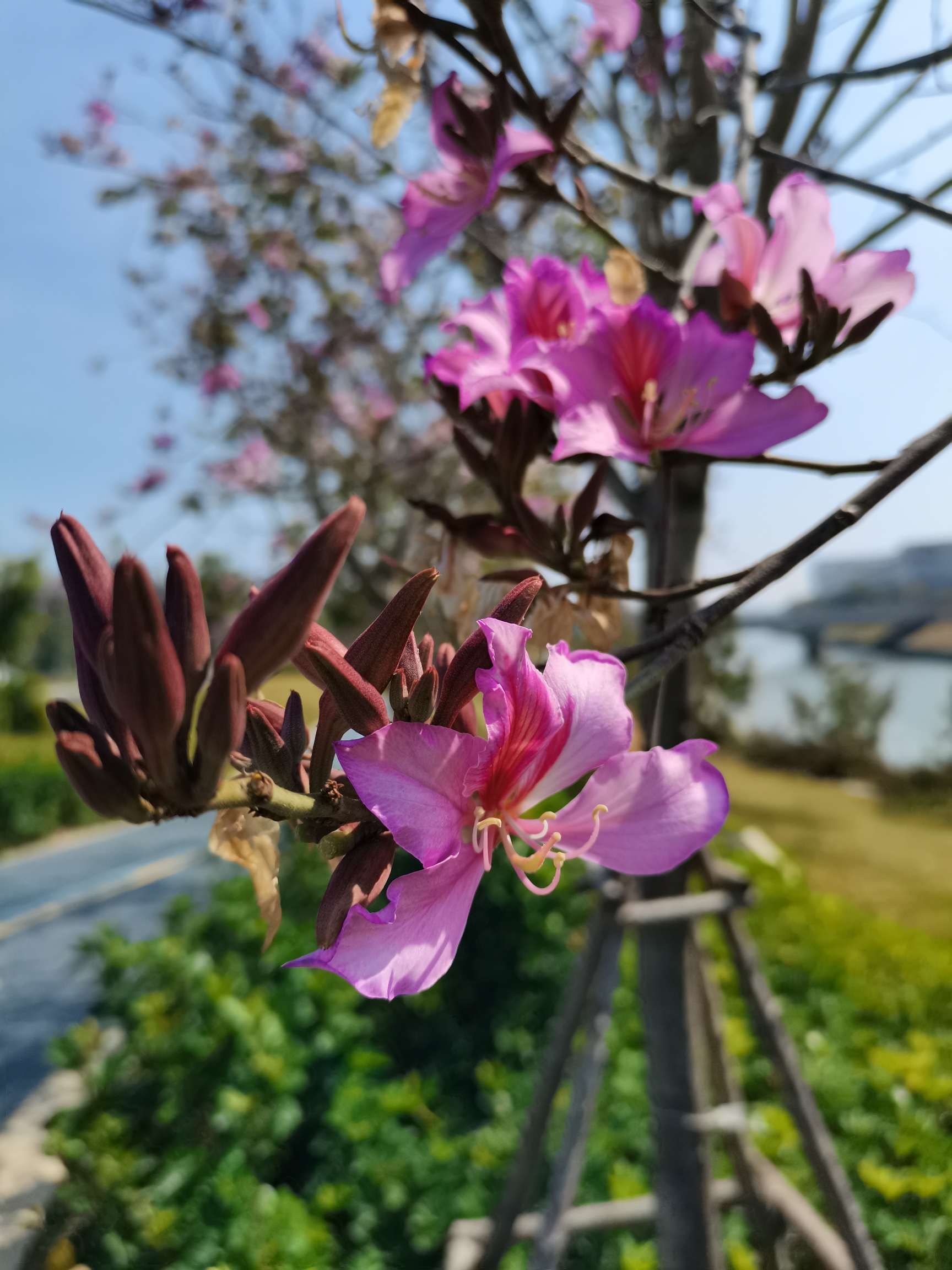 合歡花 白花洋紫荊(洋紫荊)