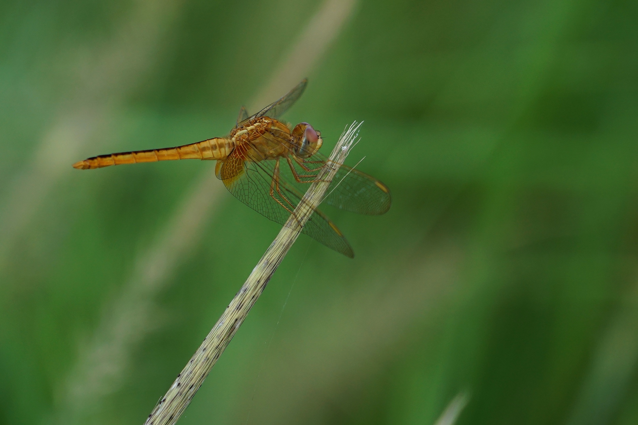 夏日蜻蜓拍不够