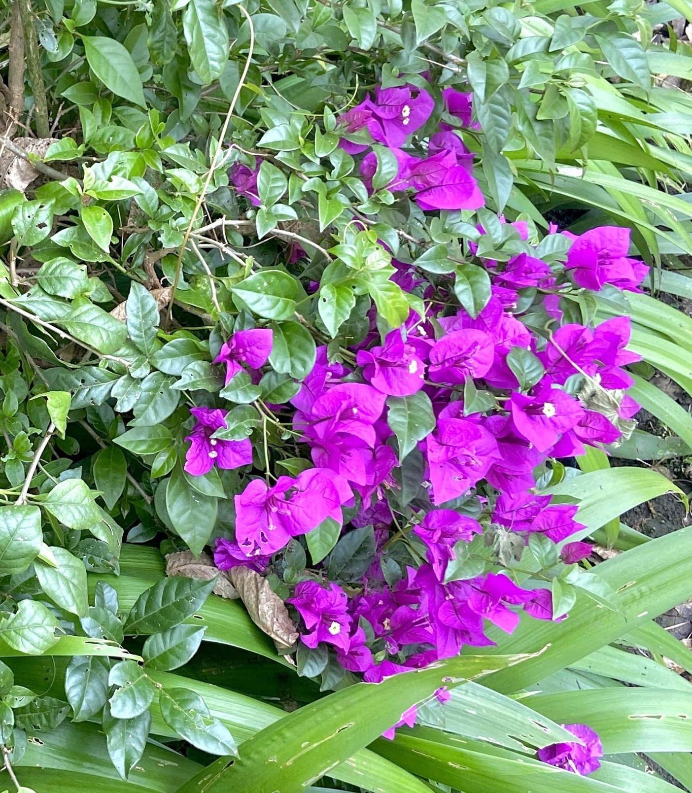 浅茄紫三角梅图片