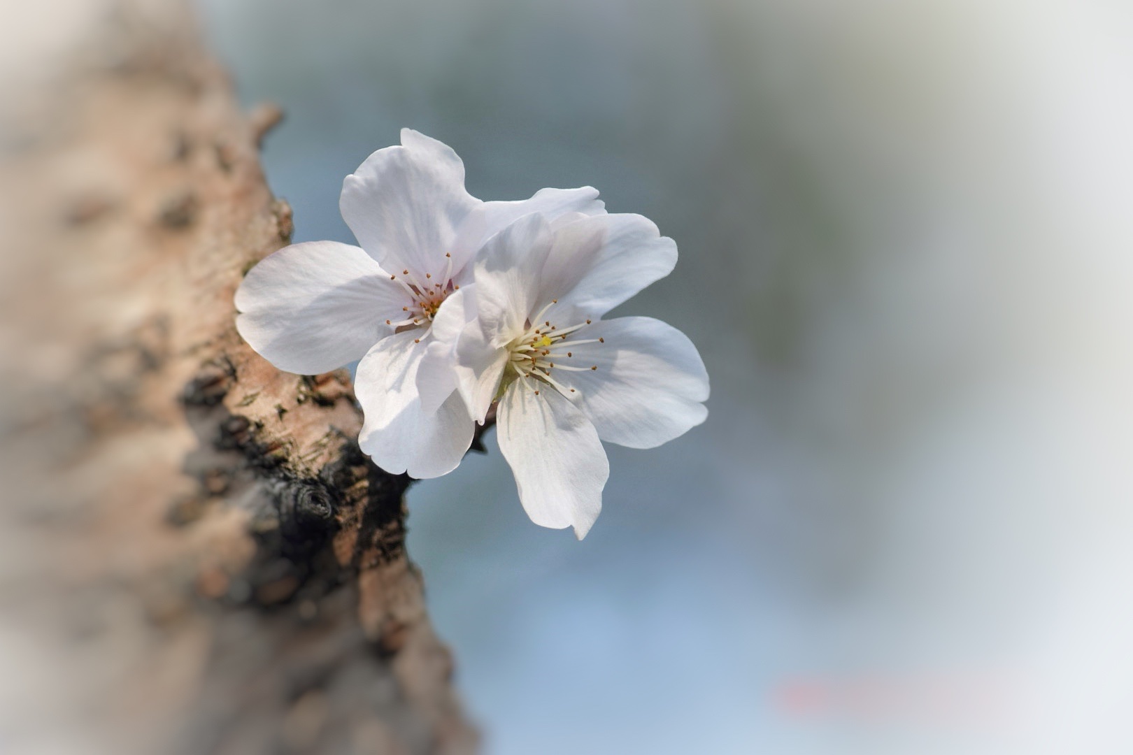 風吹櫻花舞 踏實走滄桑 (首發)