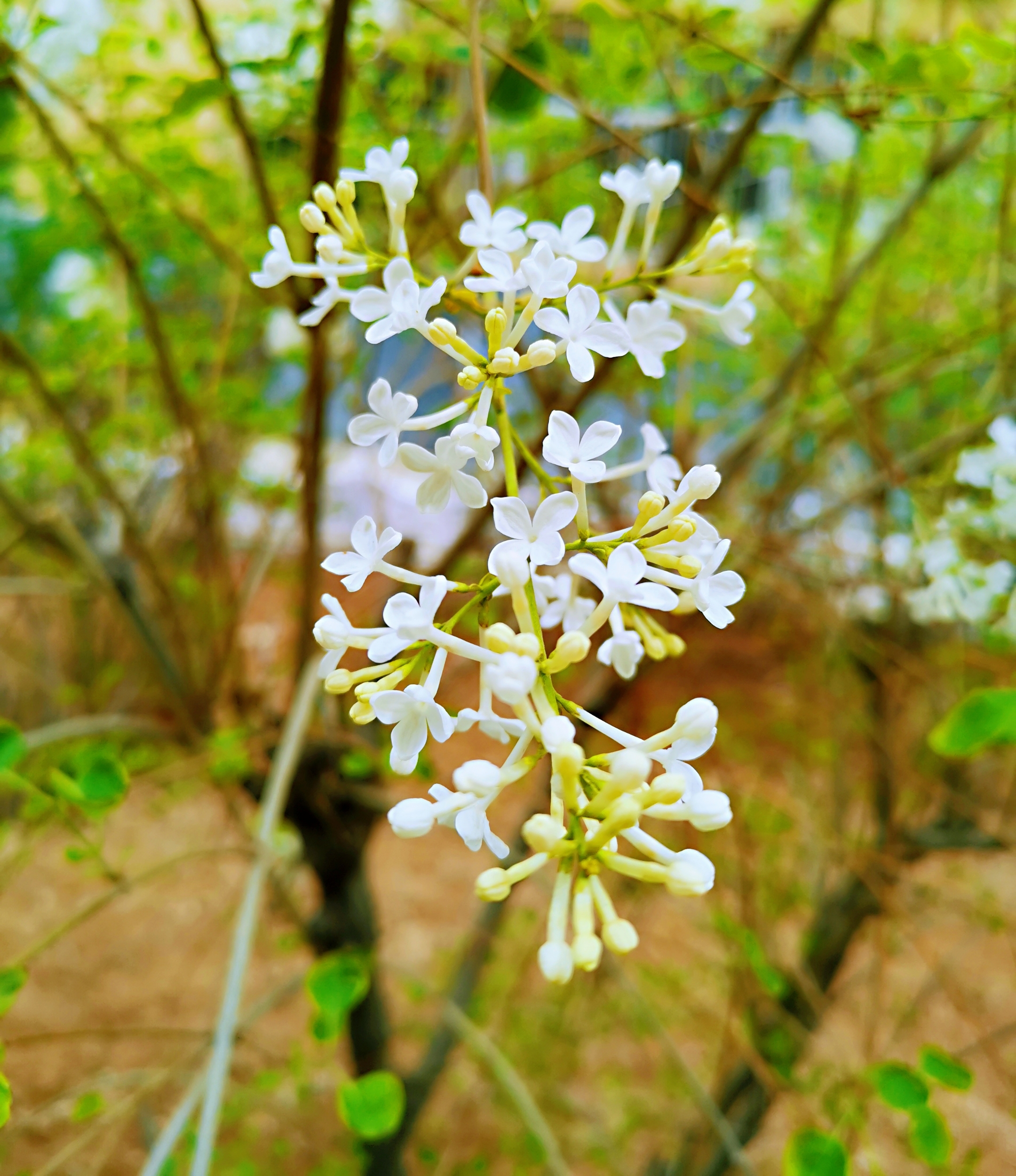 唐代李商隐在诗句中"芭蕉不展丁香结,同向春风各自愁,用未展开的芭蕉