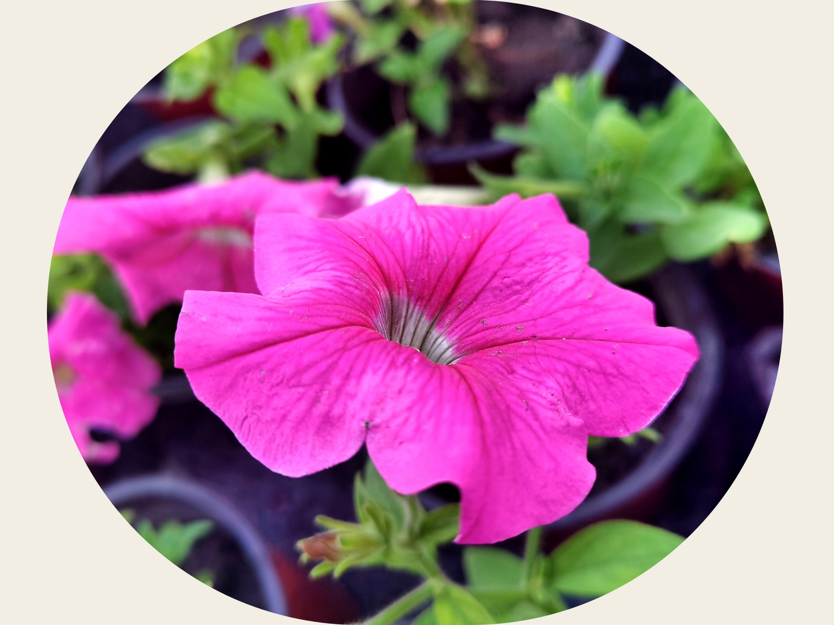 是茄科,碧冬茄属一年生草本植物,高可达60厘米,叶片卵形,顶端急尖,侧