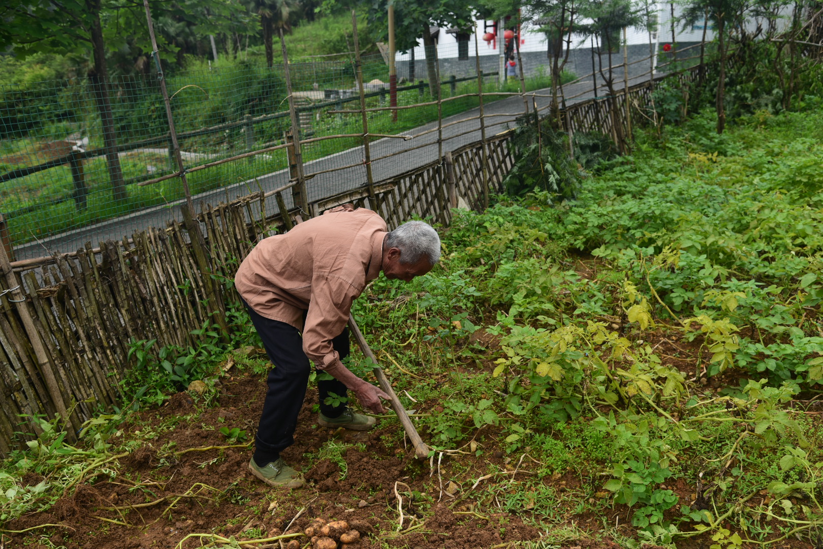 农民伯伯挖土豆