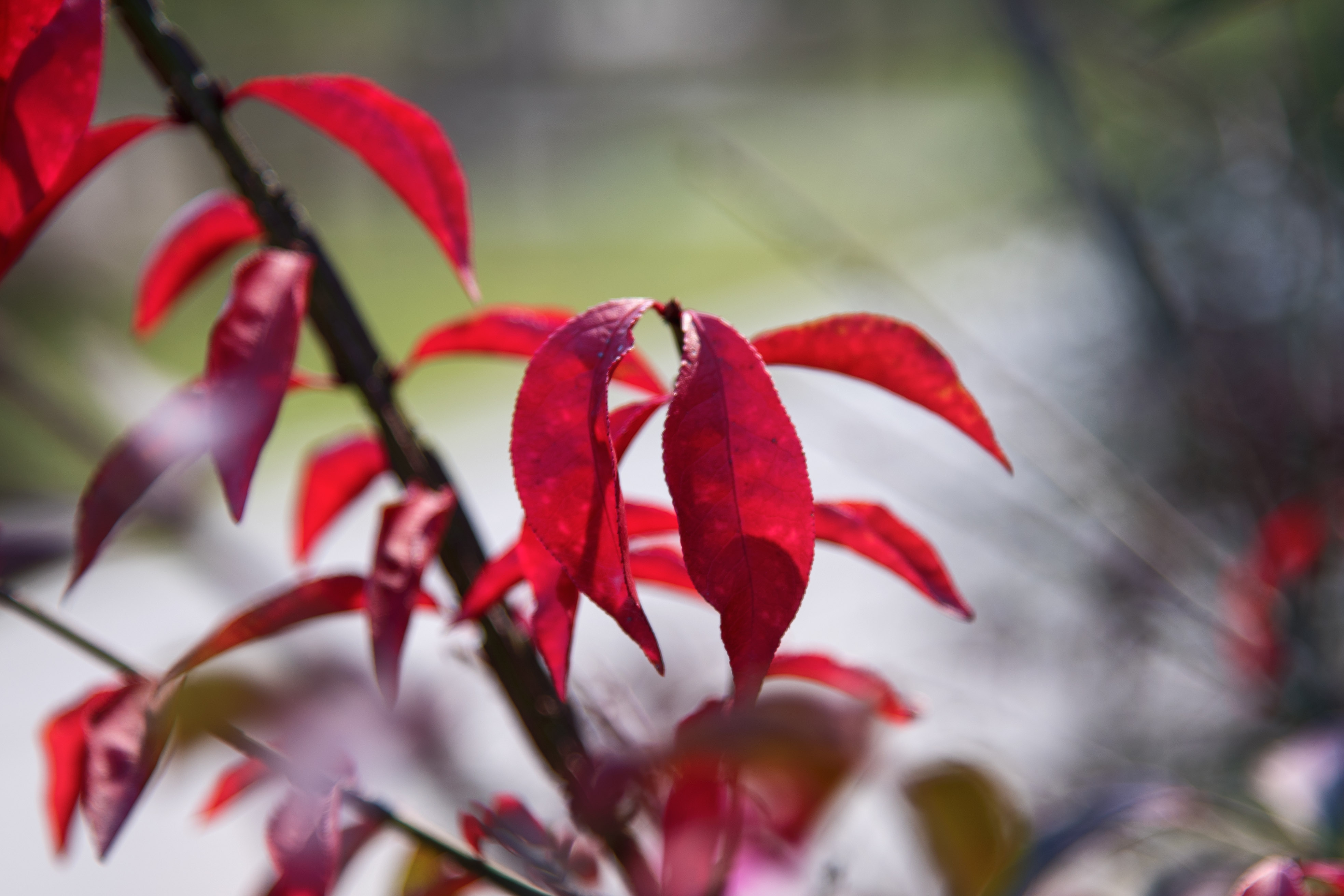 (首发)火焰卫矛