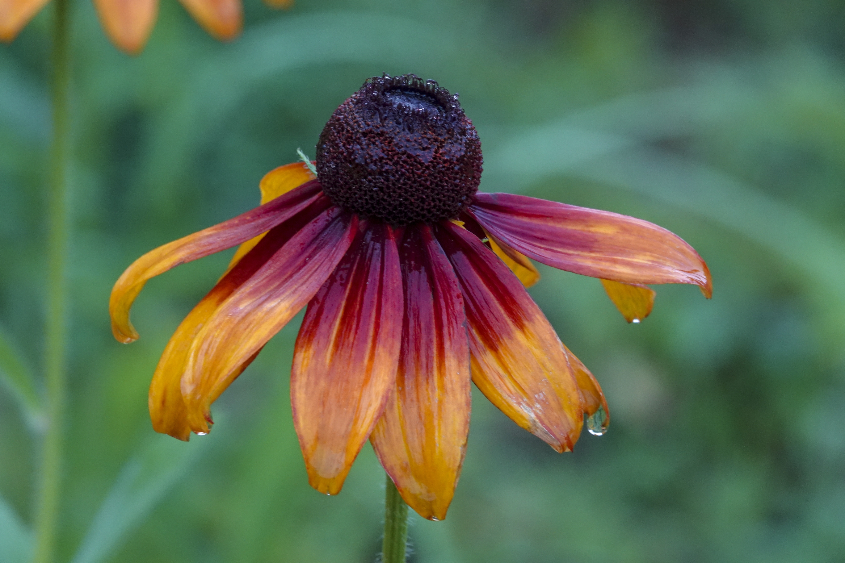 【首发】黑心菊(十一)