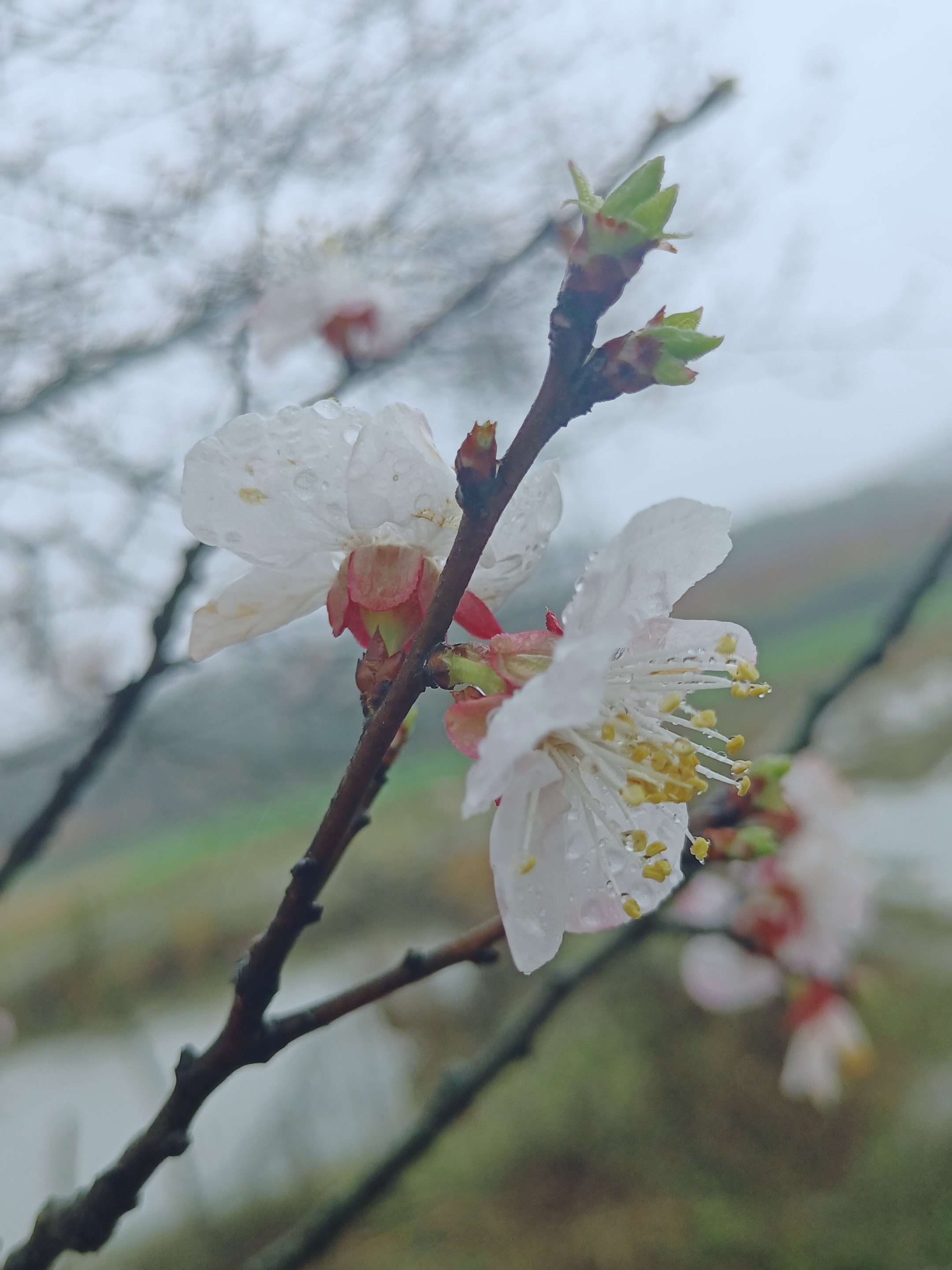 【摄影首发】雨中杏花