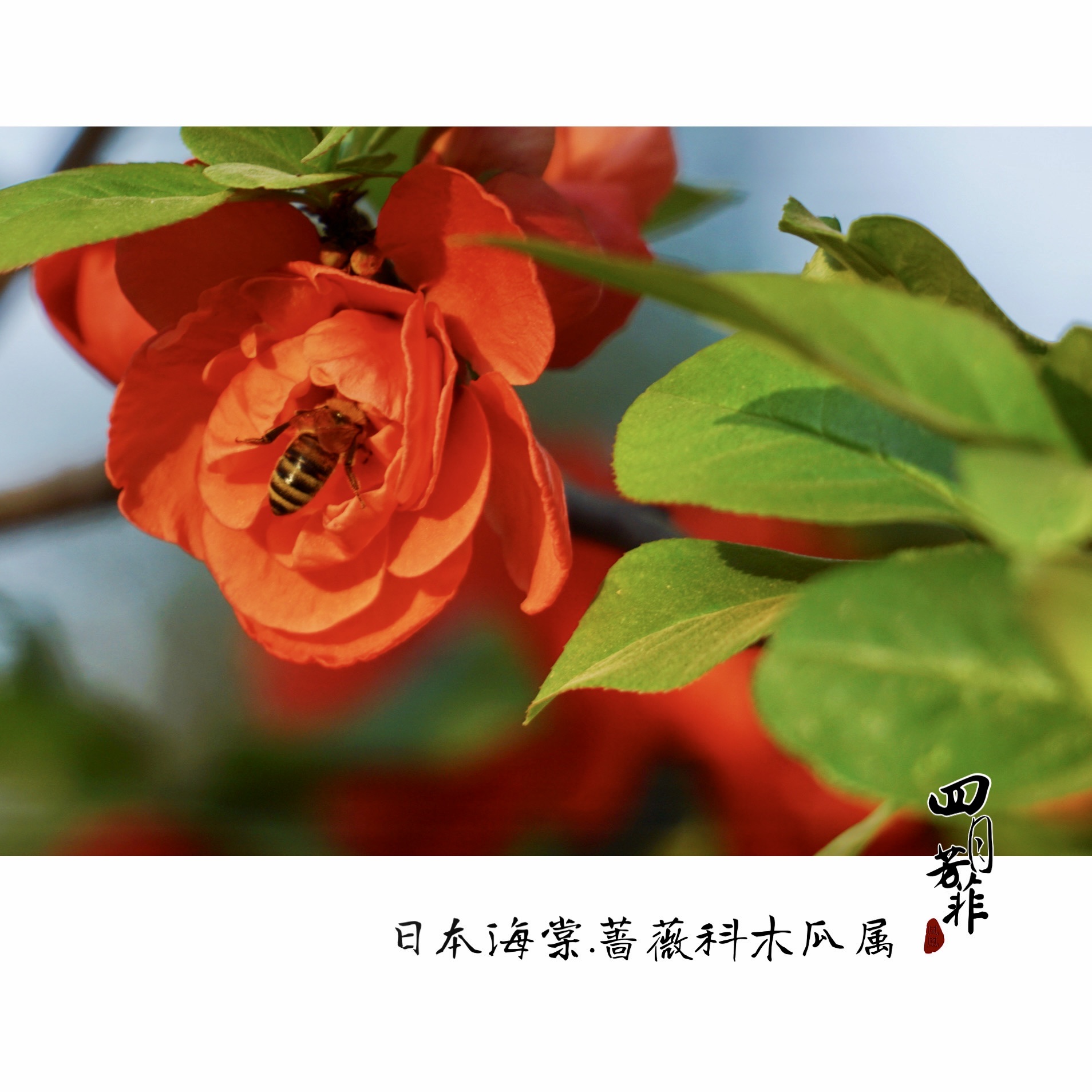 蔷薇科木瓜属[首发]