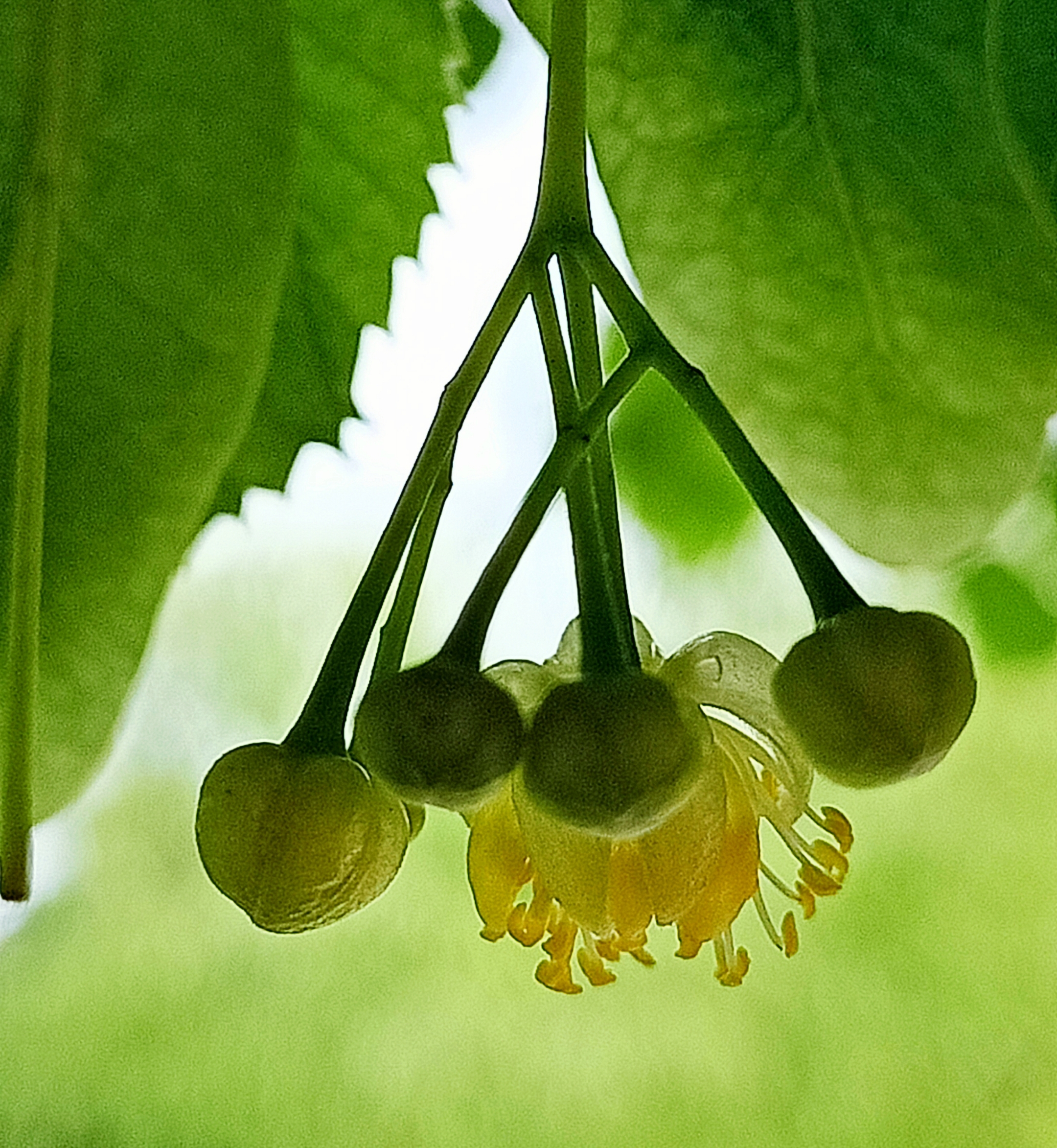 拉丁名:tilia amurensis 椴树科 tiliaceae · 椴树属 tilia 别名